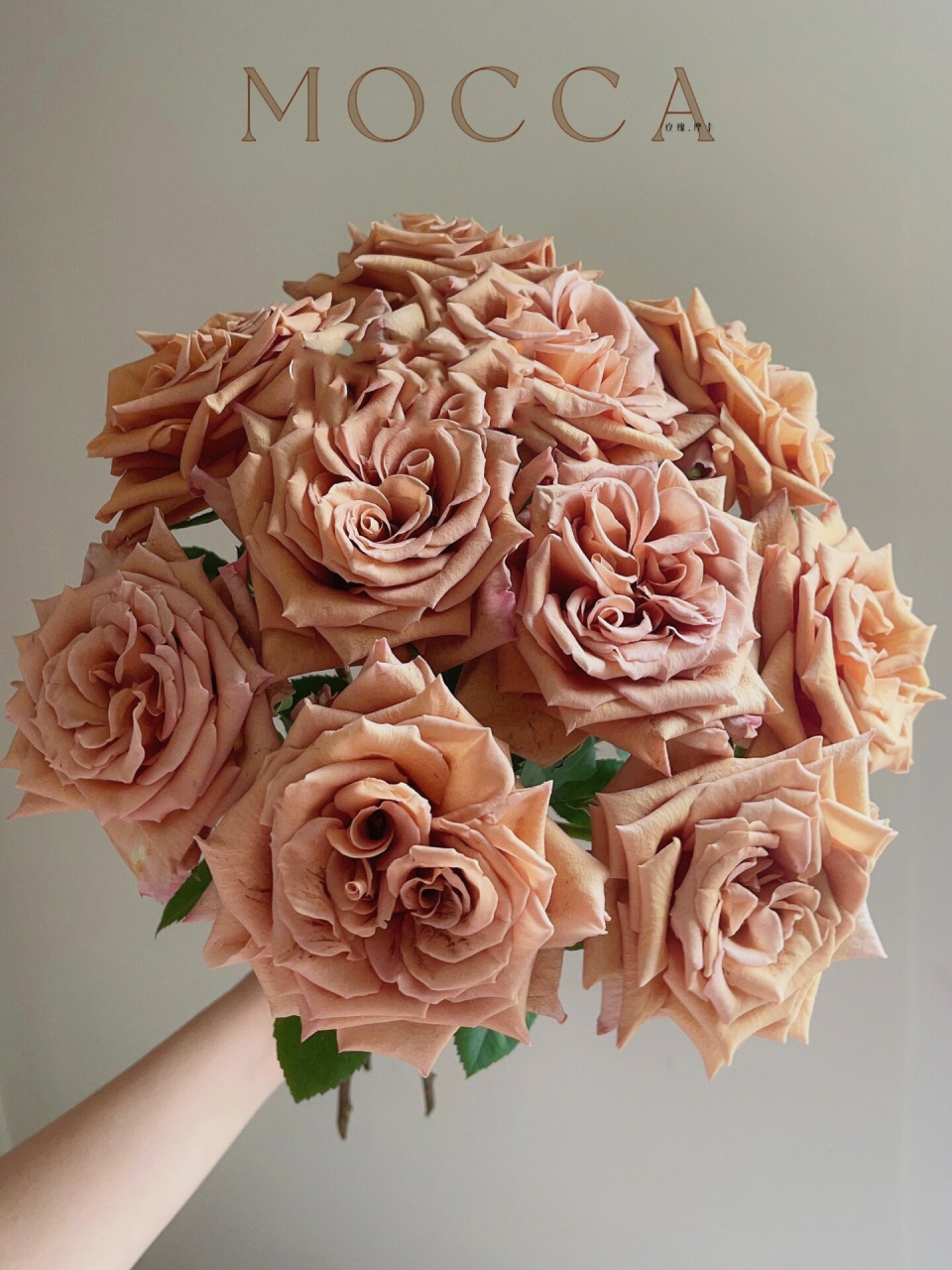 『玫瑰·摩卡(佰盛美)』 复古色玫瑰摩卡～对新手很友好的一款玫瑰噢