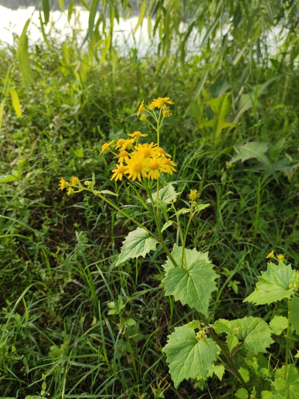 蒲儿根分布于华东,中南,西南地区及陕西,甘肃等省.