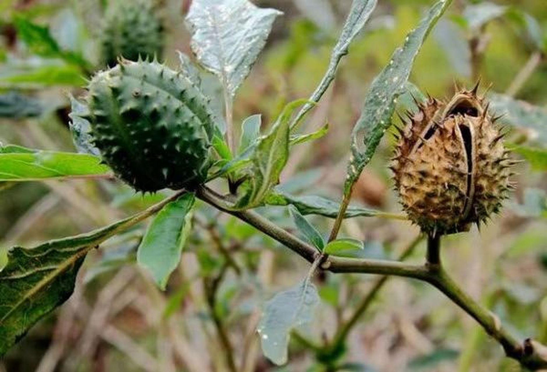 中药洋金花的故事 醉仙桃就是中药"蔓陀罗"(又名"洋金花")的种子.