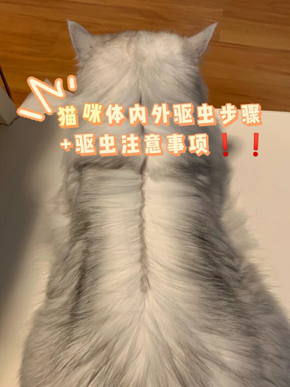 手把手教你给猫咪体内外驱虫(保姆级教程