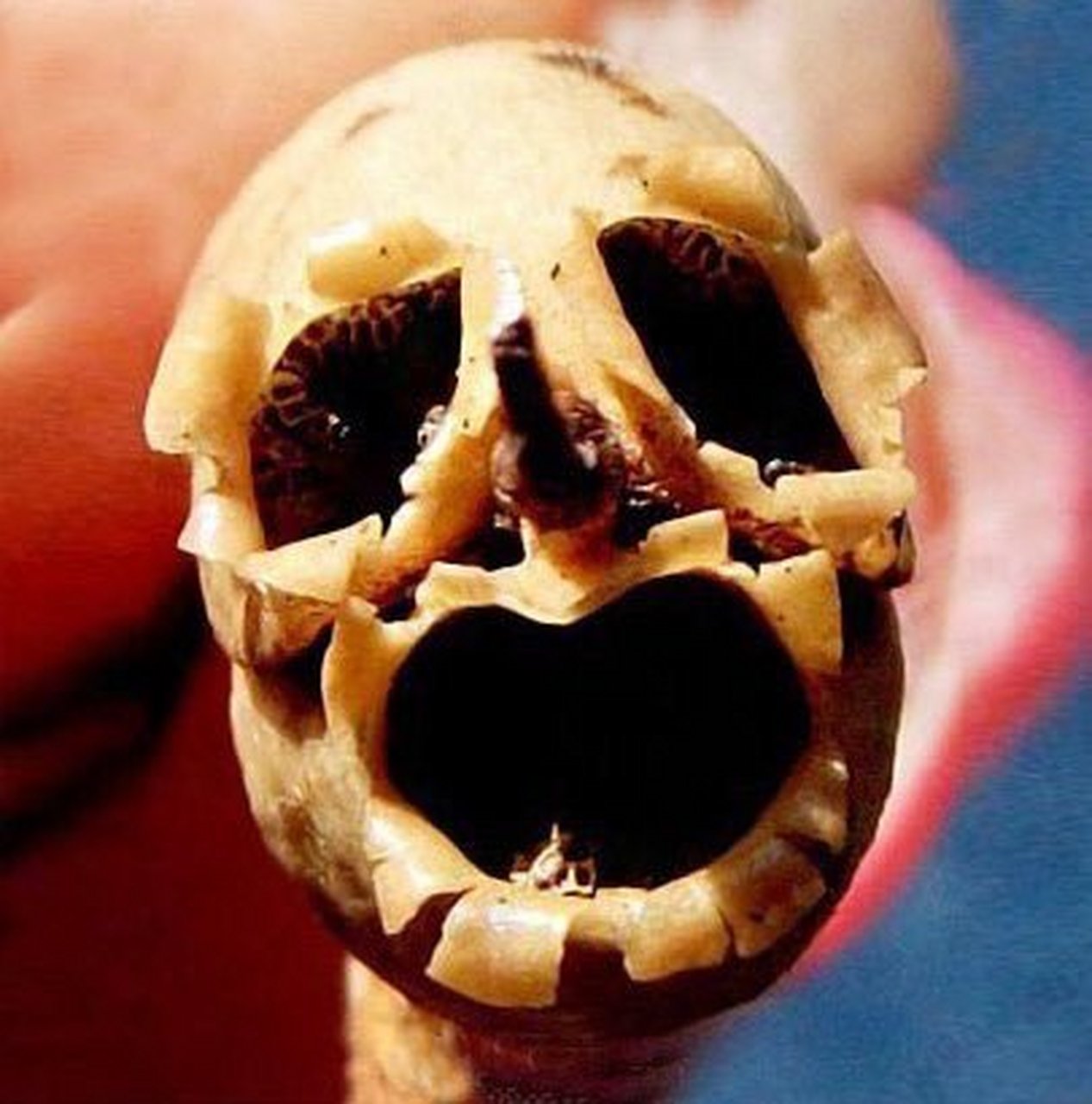 枯萎的金鱼草花,看起来像一串骷髅.