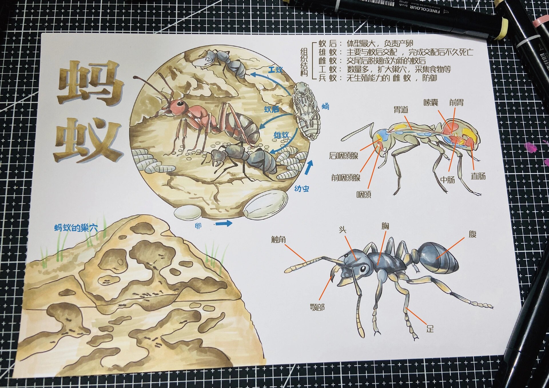 挑战100幅【day4】自然笔记