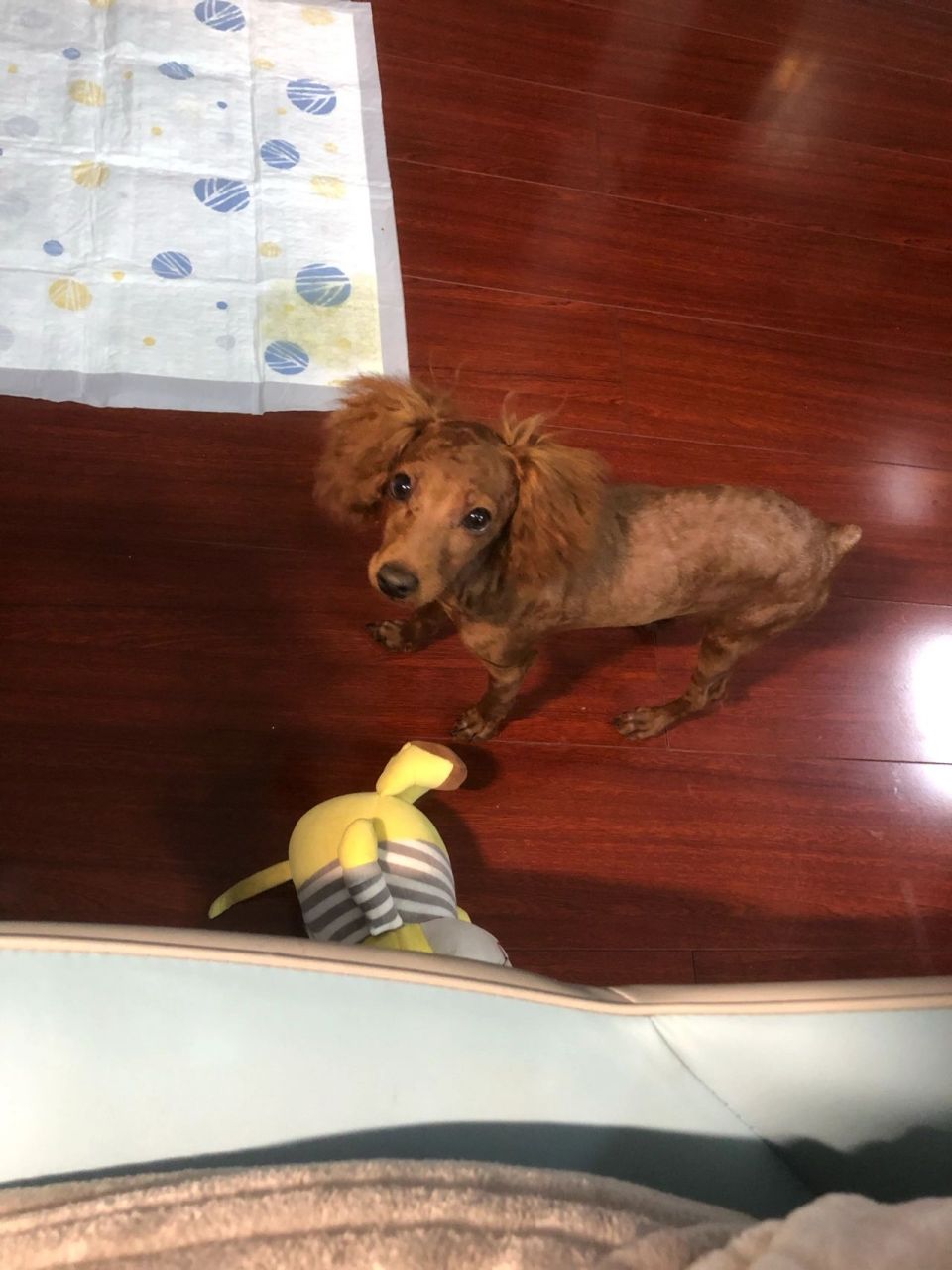 泰迪剃胎毛一个月变化 图一至图三是刚剃完胎毛的样子,宠物医院说耳朵