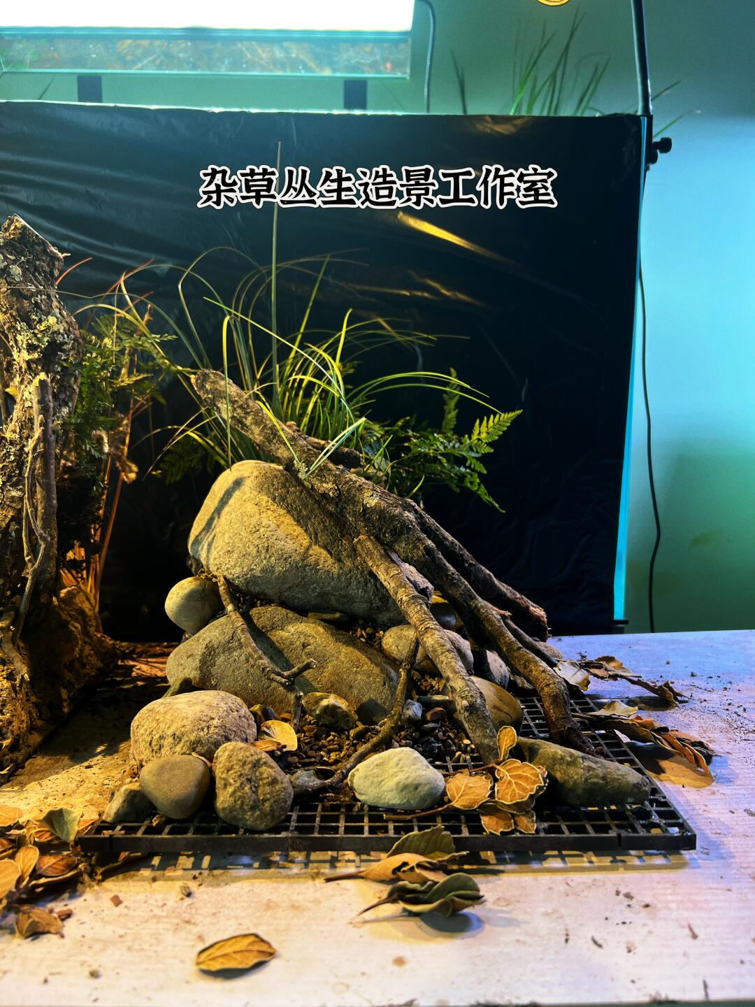 30*30*30 枯水期 原生溪流造景