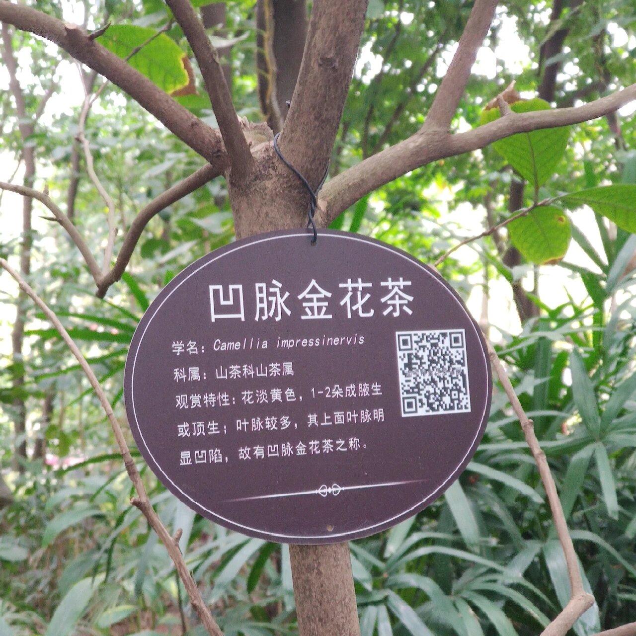 山茶花|凹脉金花茶 广西特有品种,生于广西大新县,龙州县一带.