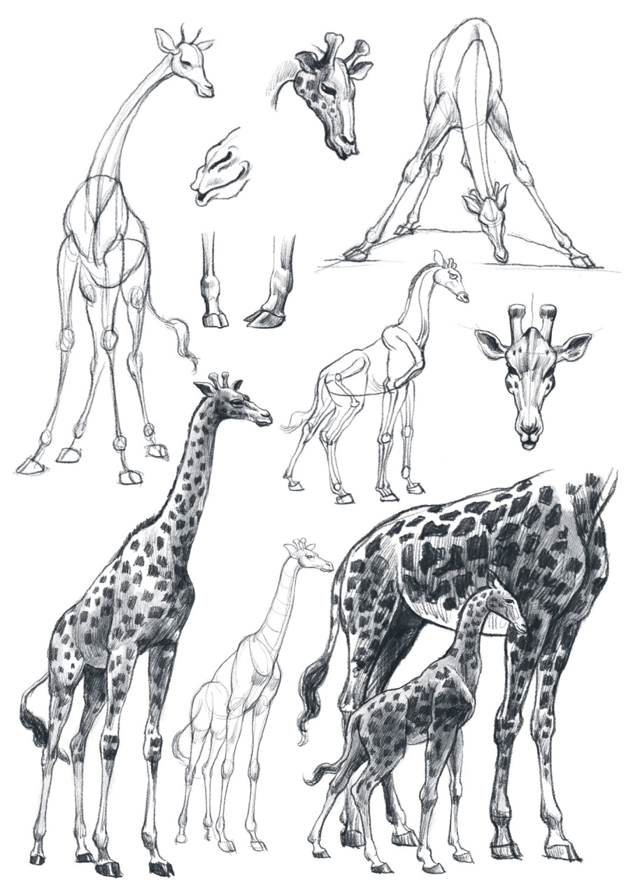 动物结构练习(41) 知其骨才能画其形.