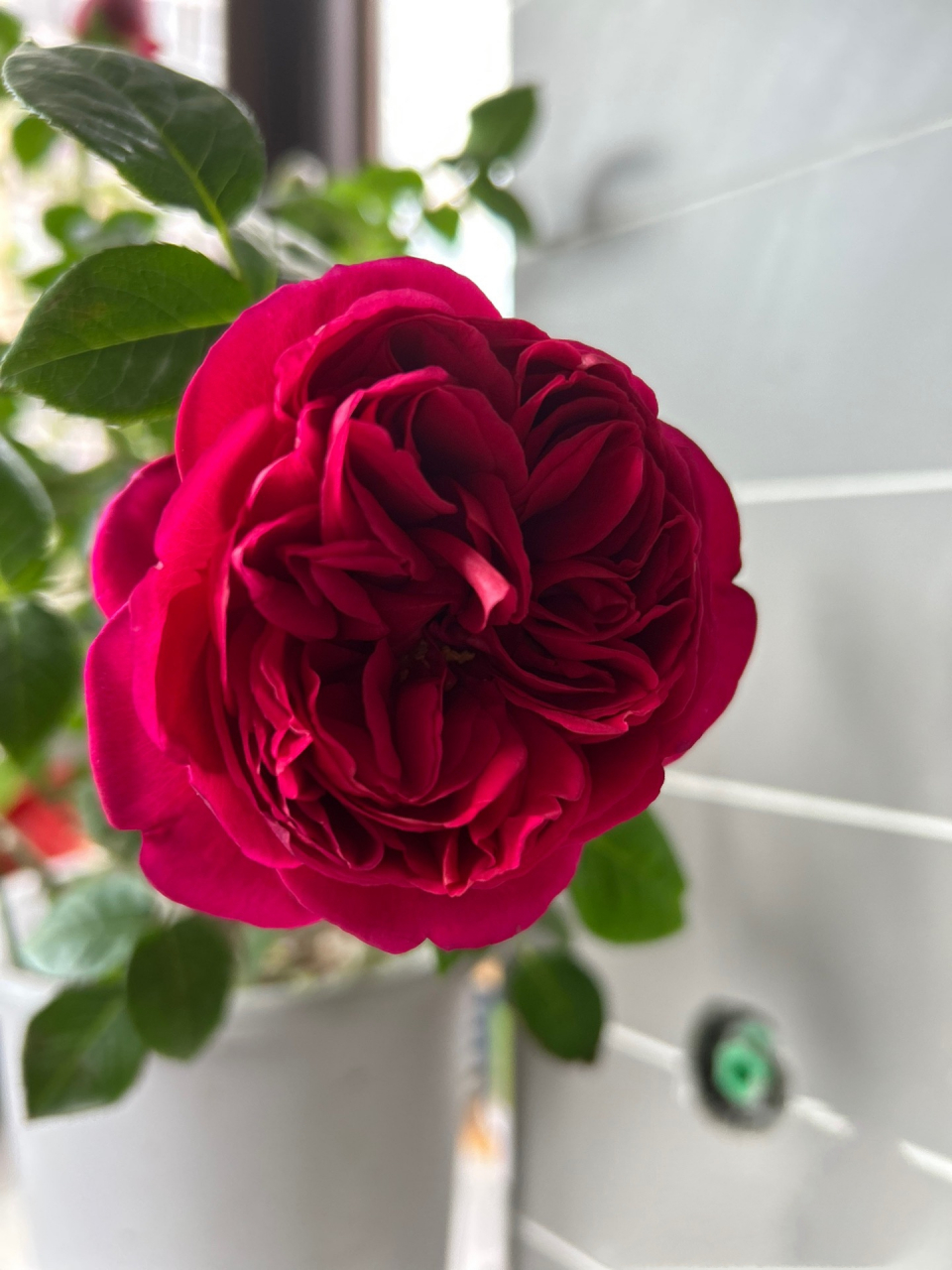 月季真彩230有没有惊艳到你 四大妖花之一的真彩230买回来是因为想养