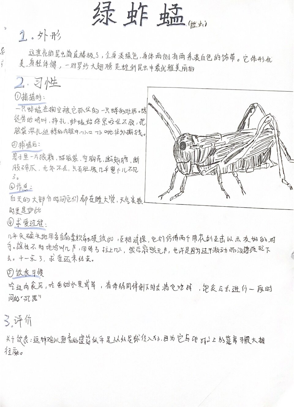 尖头绿蚂蚱的秘密图片