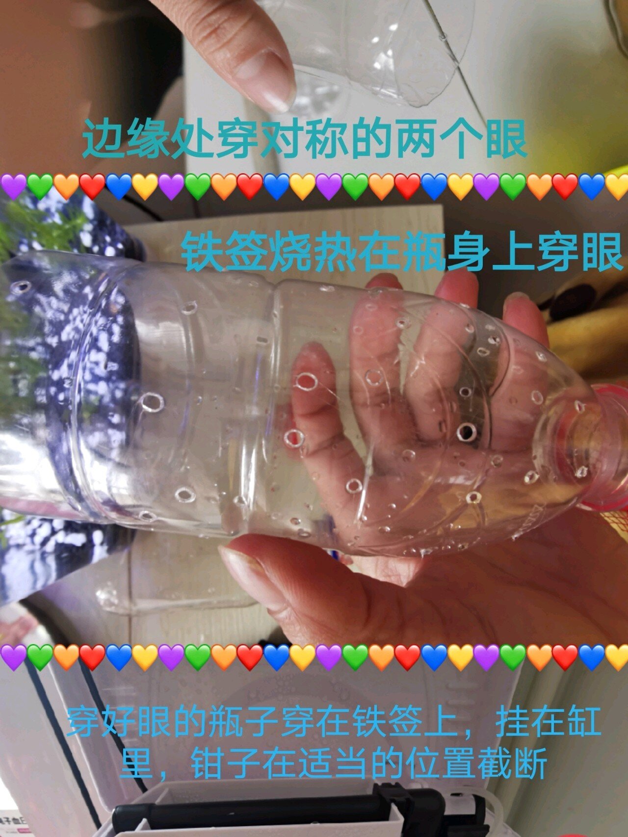 自制孔雀鱼孵化盒 又有好多待产的鱼妈,小崽崽刚生下来就被吃掉实在是