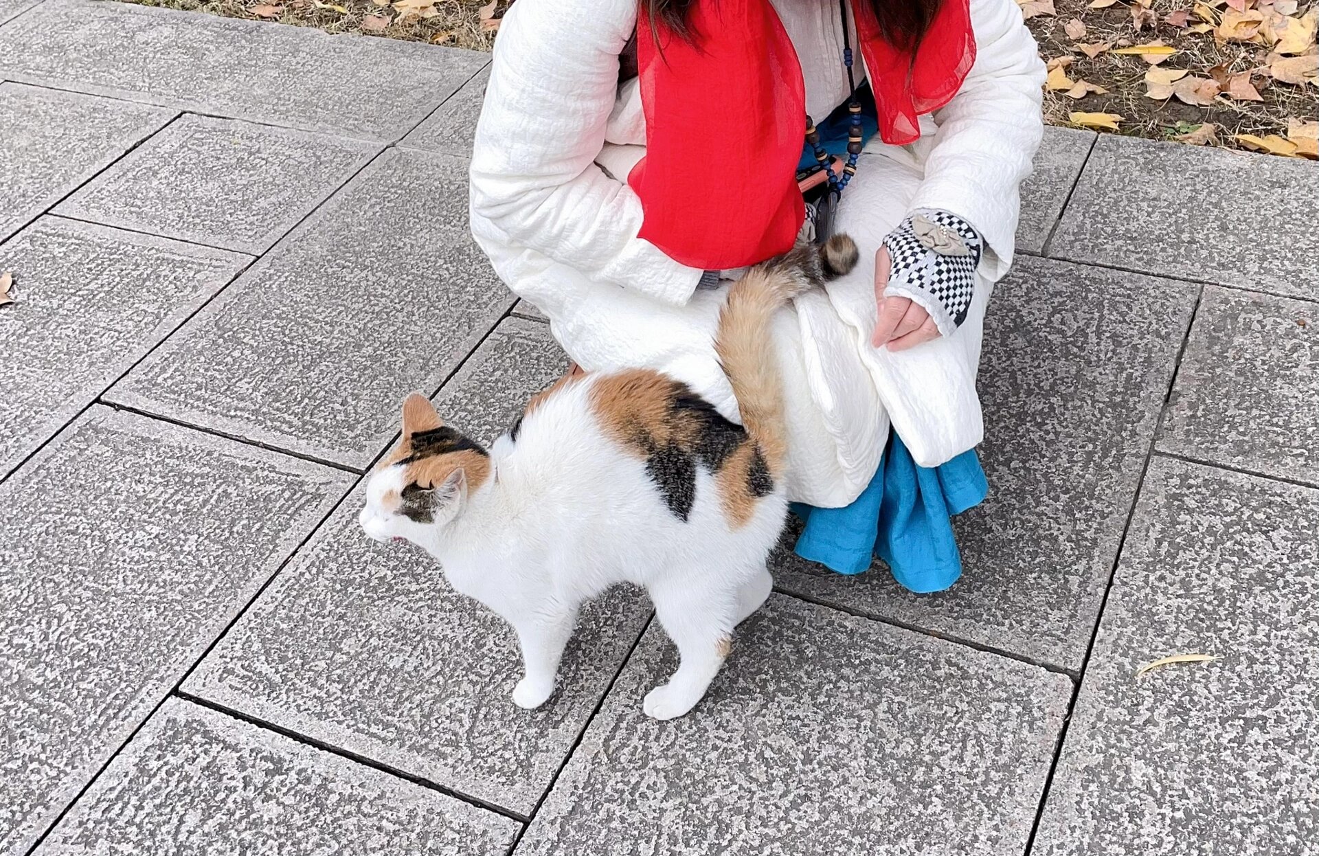 猫咪弓背竖尾巴蹭人是什么意思呀