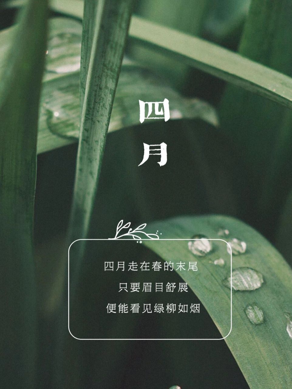 人间四月天,着一袭淡绿的薄纱,染一身典雅的芳菲,从清新婉约的风韵中