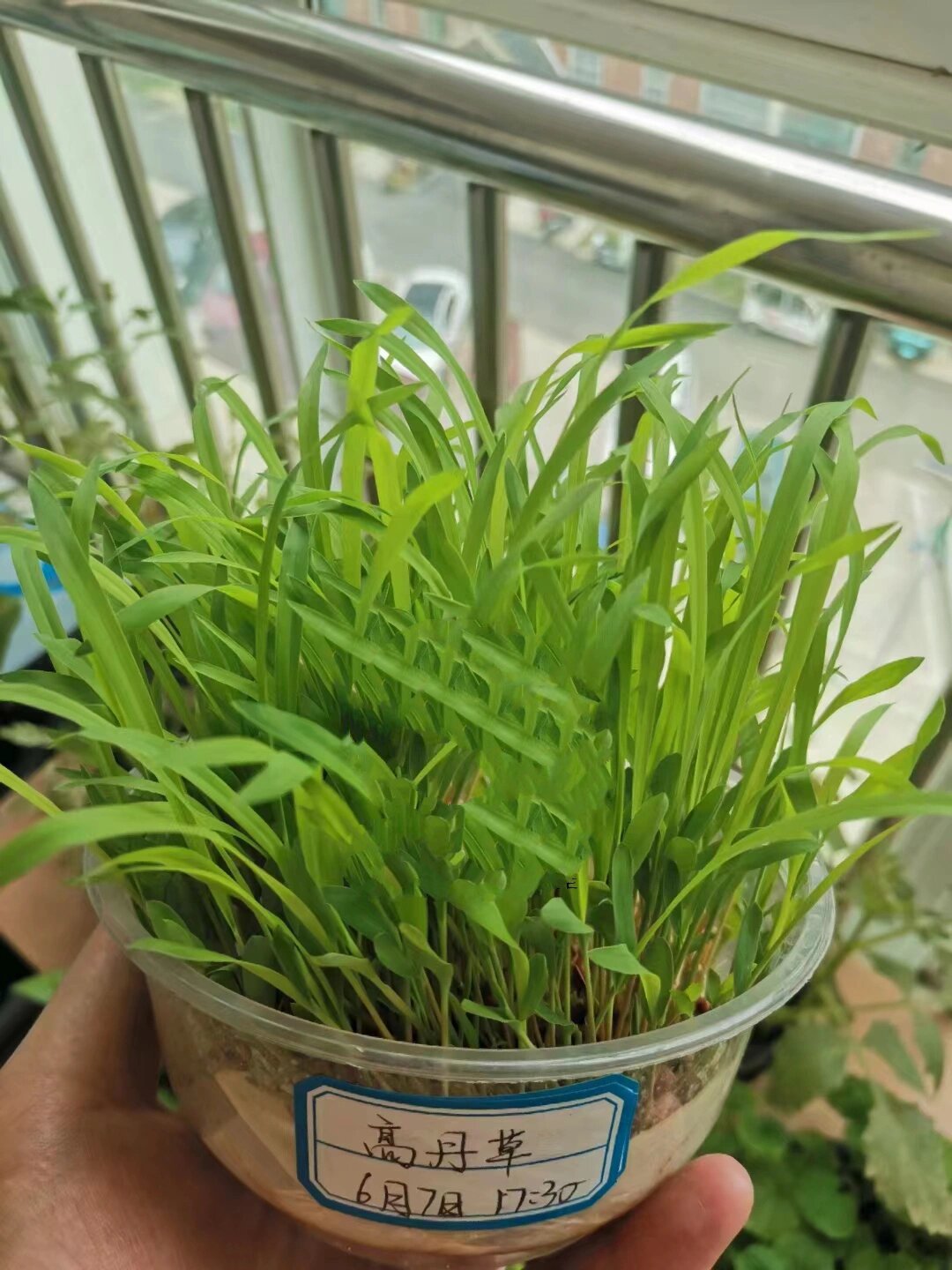 高丹草种子 高丹王牧草