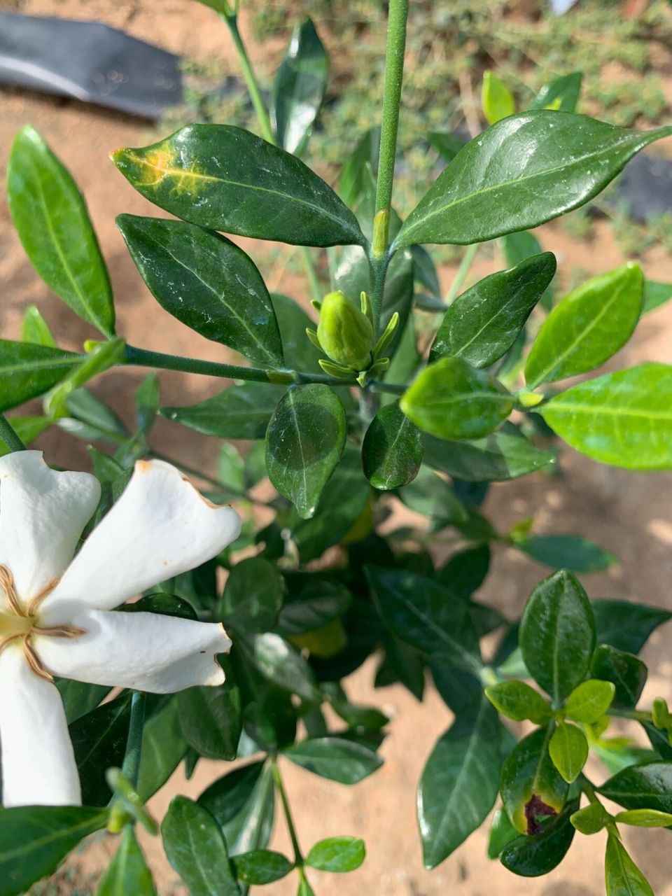 進口喜黛玉梔子花四季開花濃香花卉達摩梔子 基地濃香花卉大量進口喜