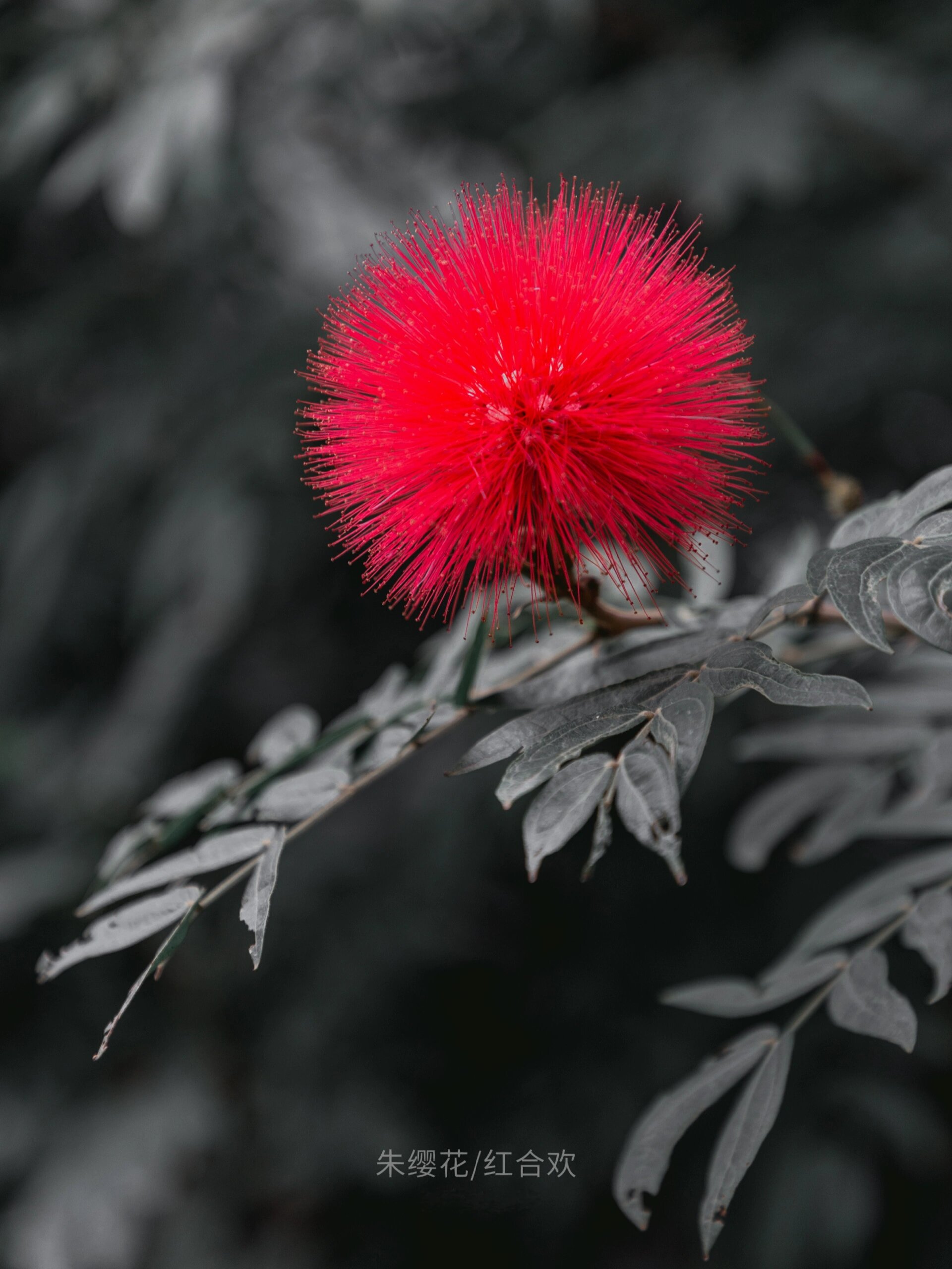 喜庆的朱缨花 | 花如丝灵动,叶如羽飘逸 朱缨花又名美蕊花,美洲合欢