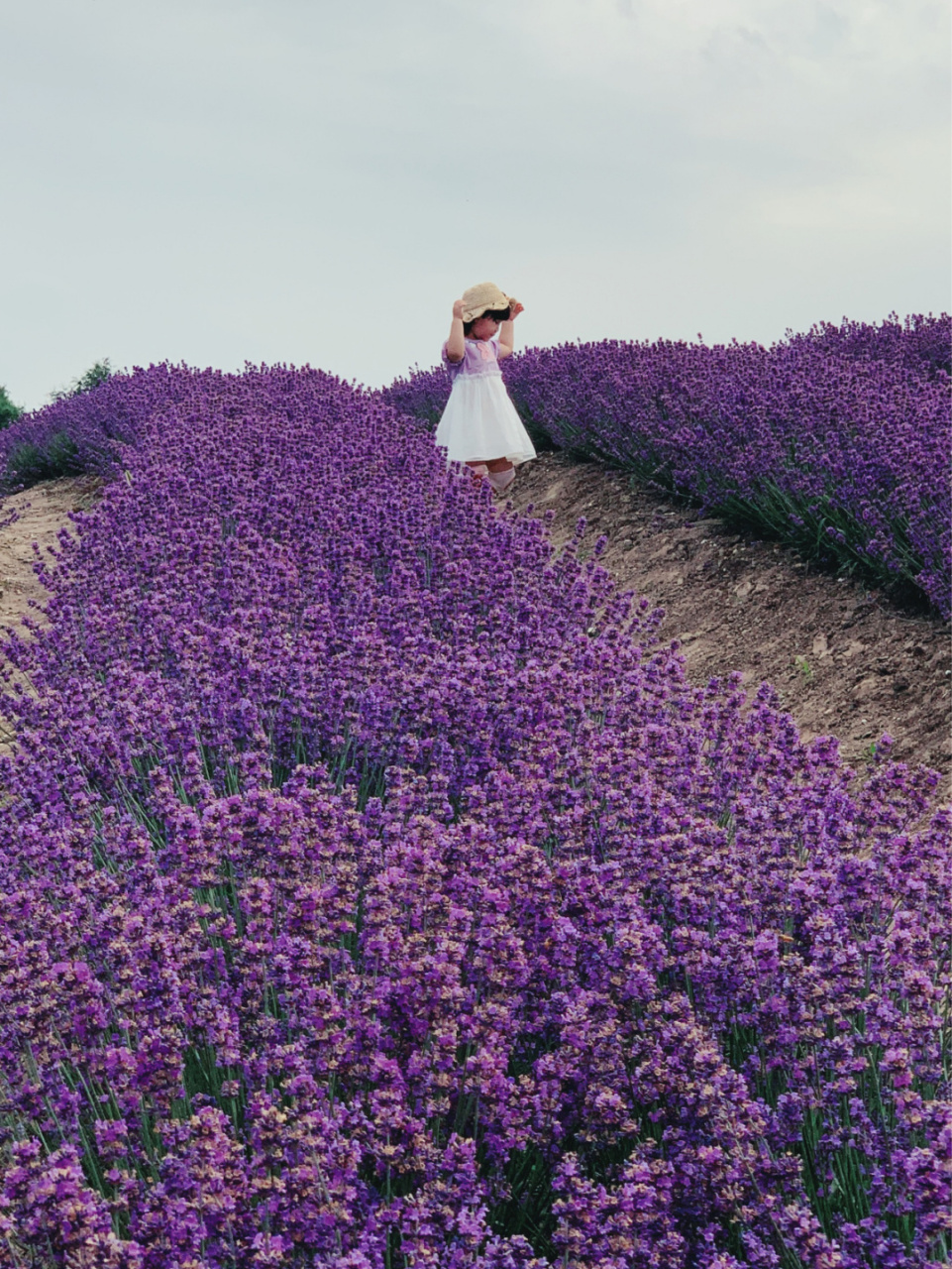 上海薰衣草花海,普罗旺斯的浪漫 上海莫斯利安香草园,位于上海迪斯尼