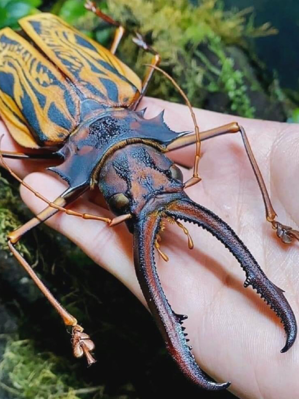 南京自然教育|神奇生物图鉴|甲虫中的巨兽 名称:鹿角长牙天牛 外文名