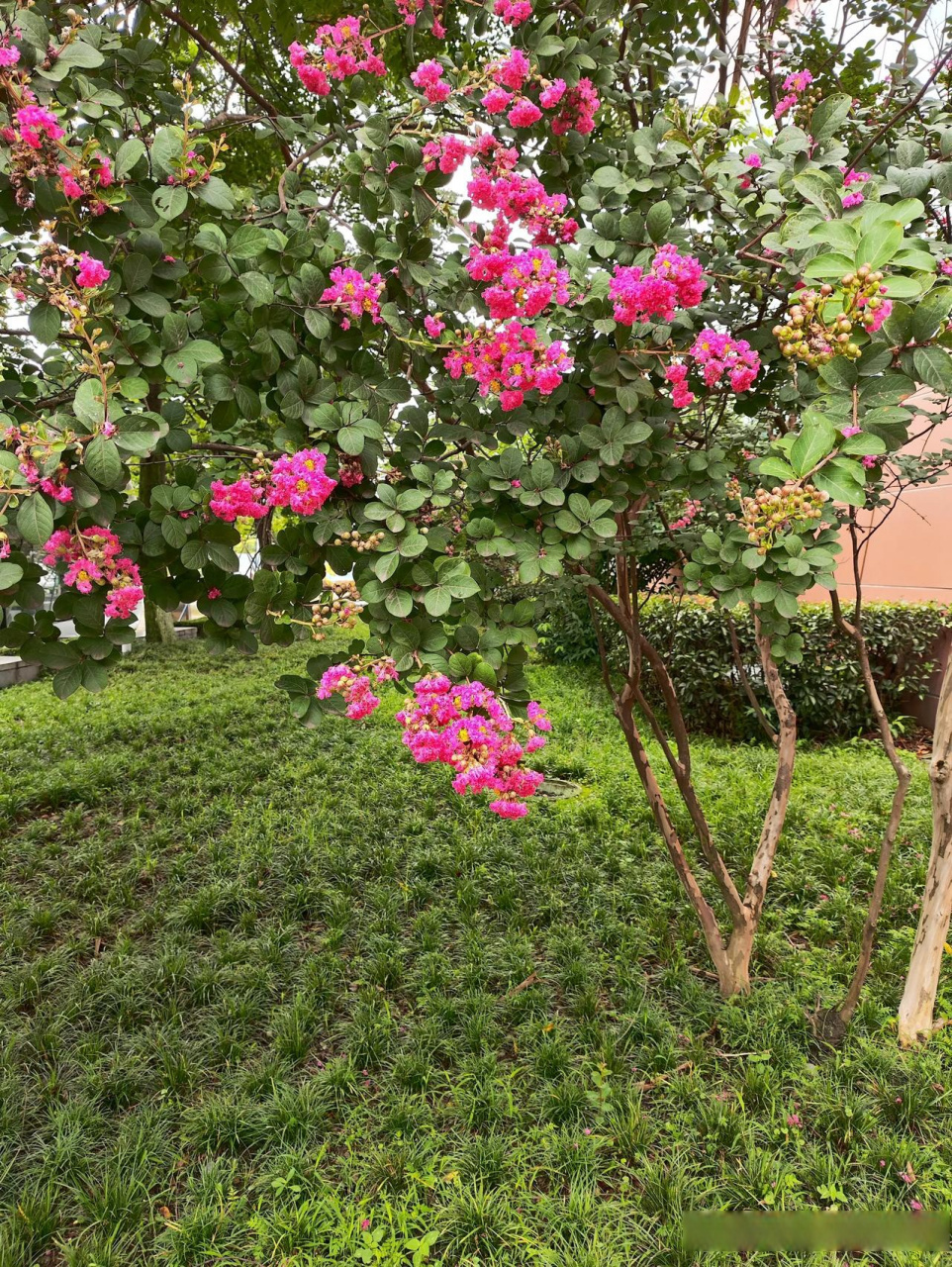记录身边的景色  分享你手机里花草照片  和煦的   阳光 轻轻拂面