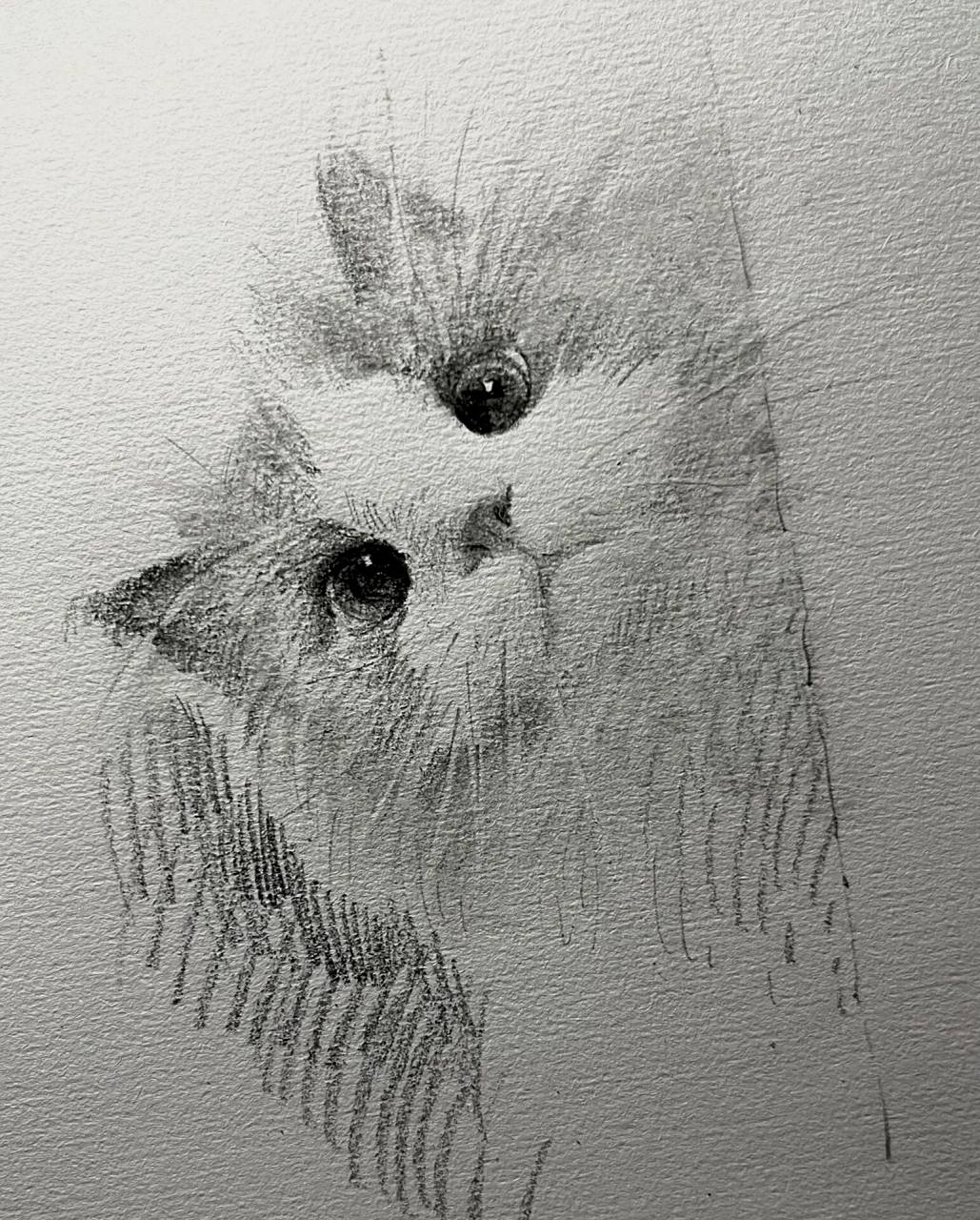 超可爱布偶喵作画步骤  大家要的小猫咪速写作画步骤教程来啦,跟着