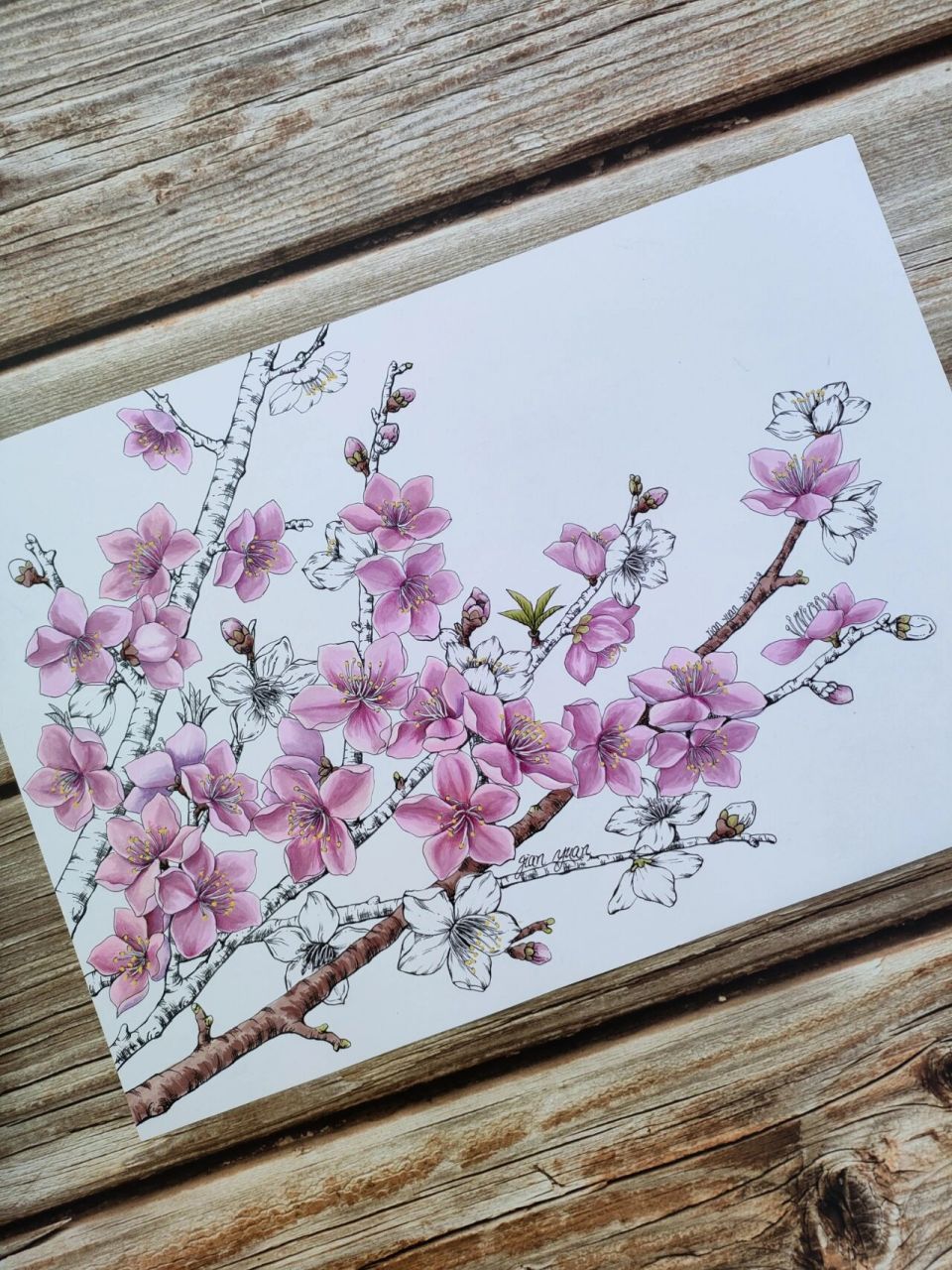 春日桃花绘画马克笔线描手绘装饰画插画原创 原创作品,请勿私自商用