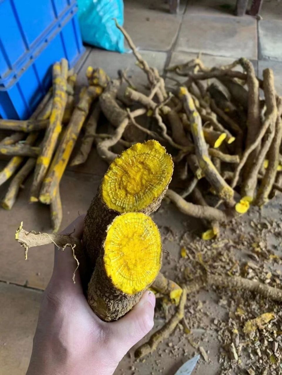 山上的土黄莲 土黄连的功效与作用非常广泛以及有效,是一种很常见的中