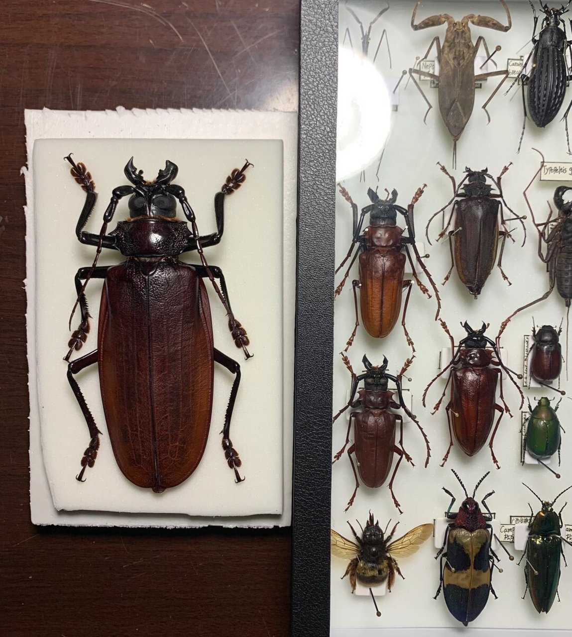 产于南美洲～世界上最大的天牛,像一个放大号的国产蔗根土天牛[笑哭]