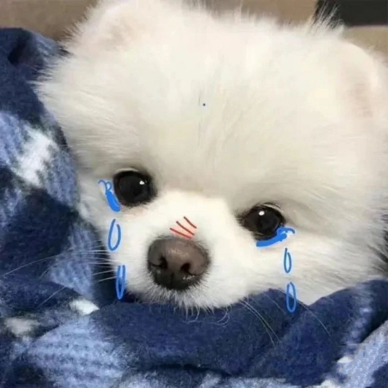 超喜欢的可爱动物头像