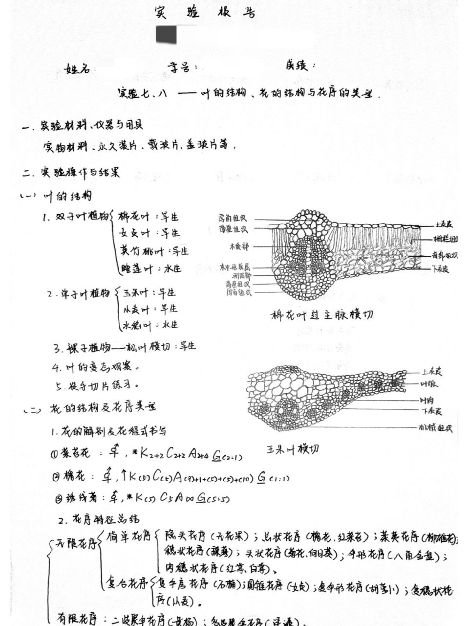 植物学实验报告Ⅰ叶,花的结构 花序模式图非全部 只画了观察的