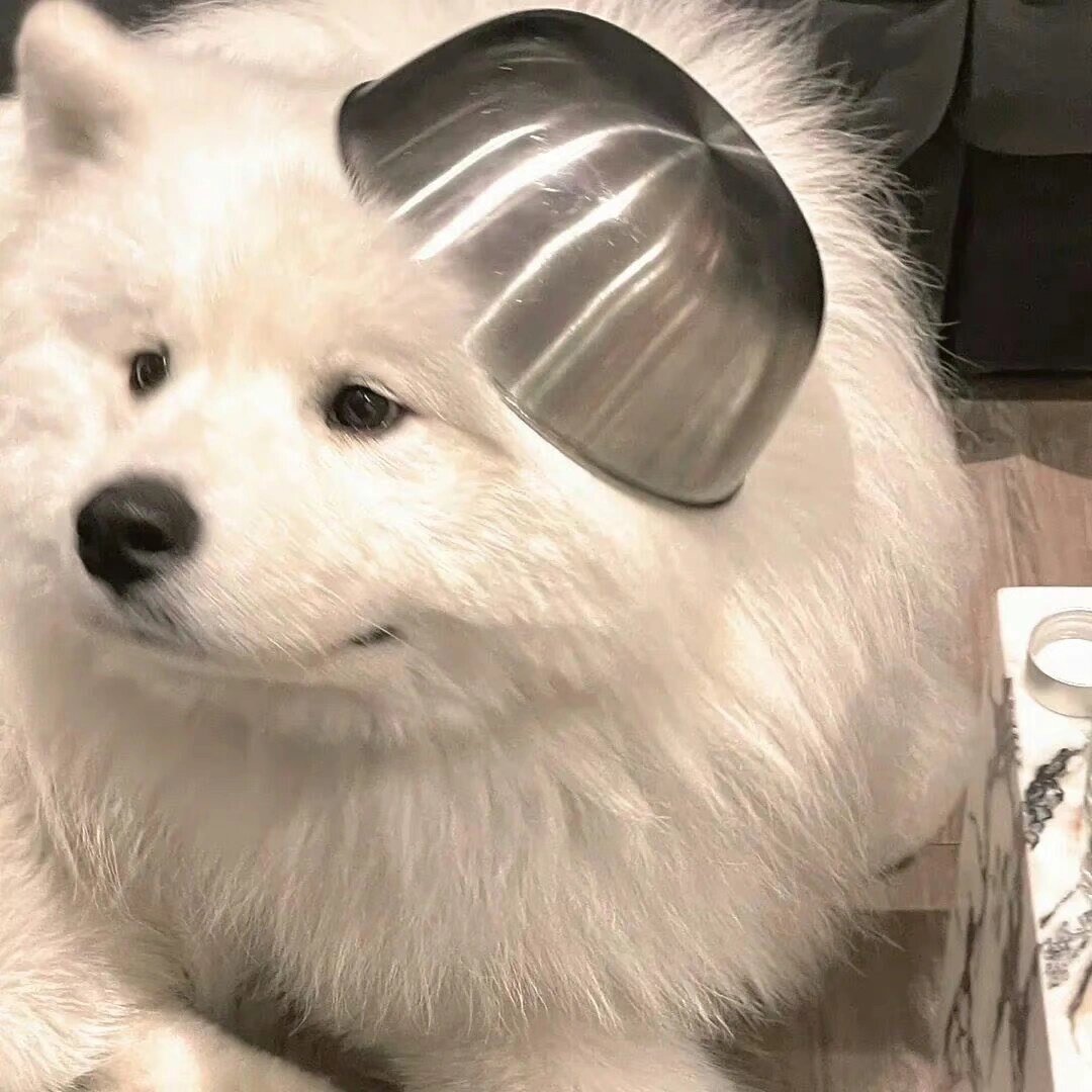 狗狗头像第二弹