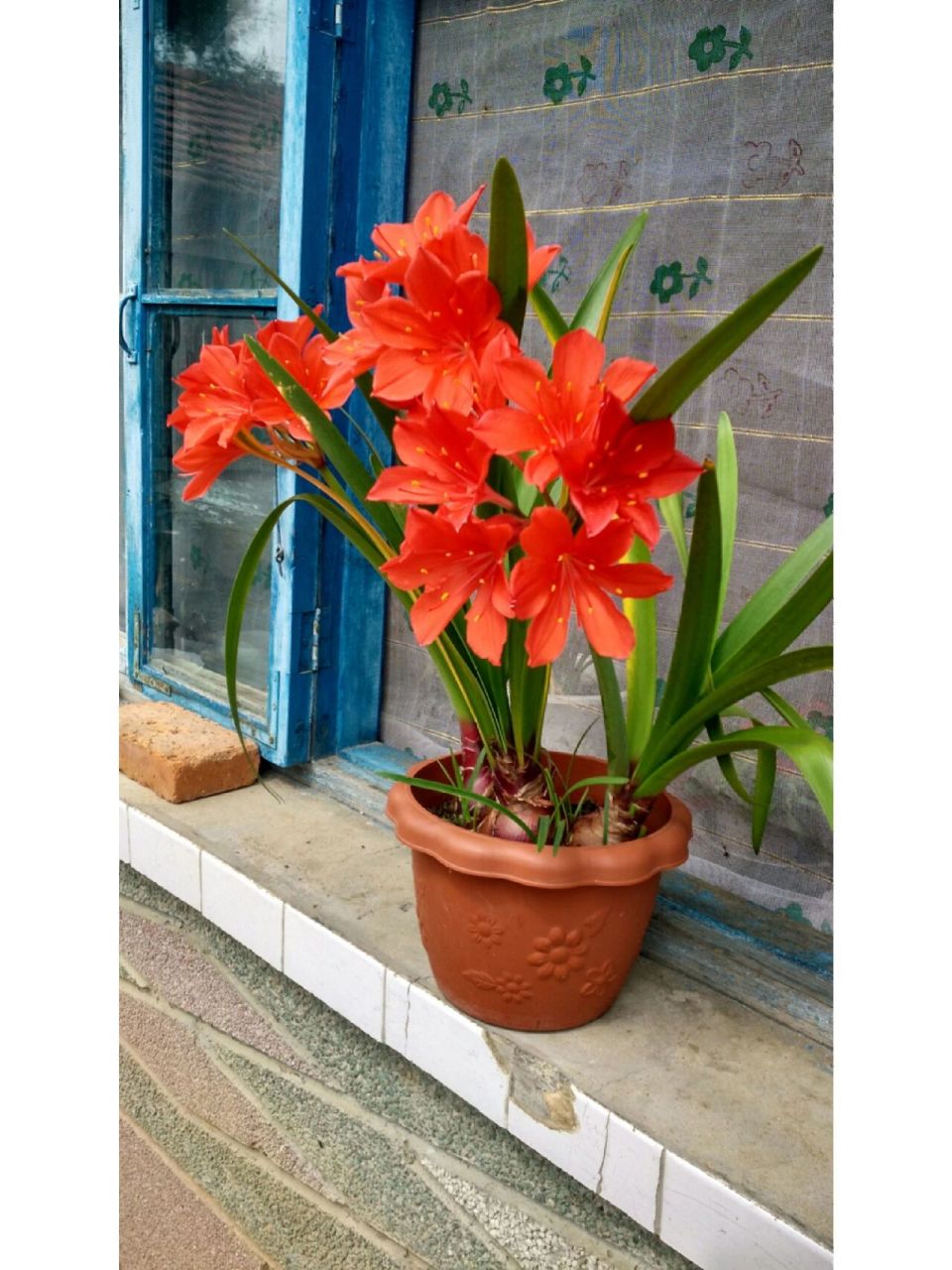 我的紫根兰为什么不开花?