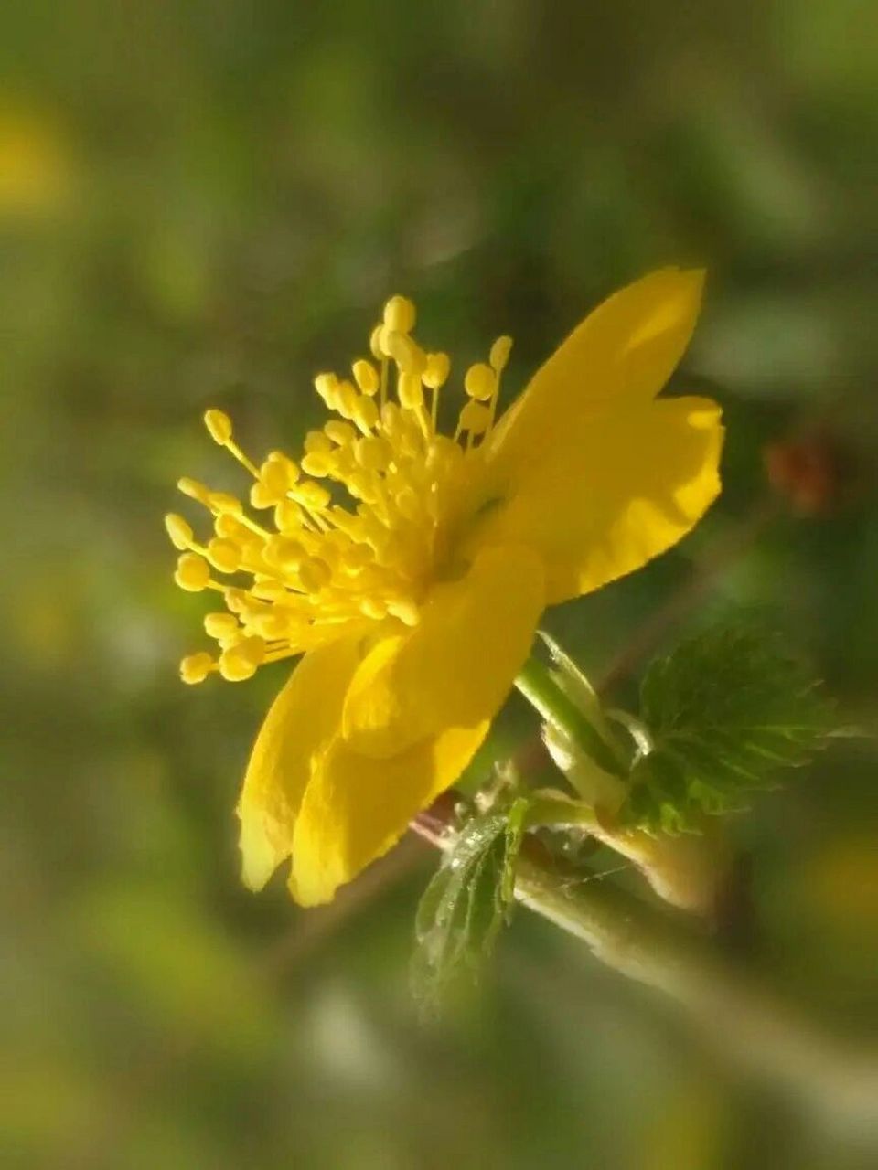 棠棣花 棠棣之华,鄂不韡韡,凡今之人,莫如兄弟. 死丧之威,兄弟孔怀.