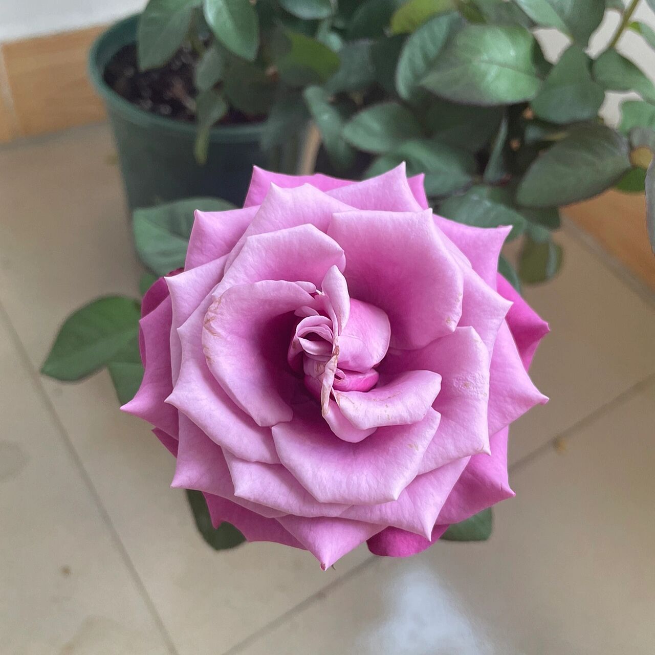 波斯王子06月季 波斯王子06到家五天的样子 慧慧的花园90直播间