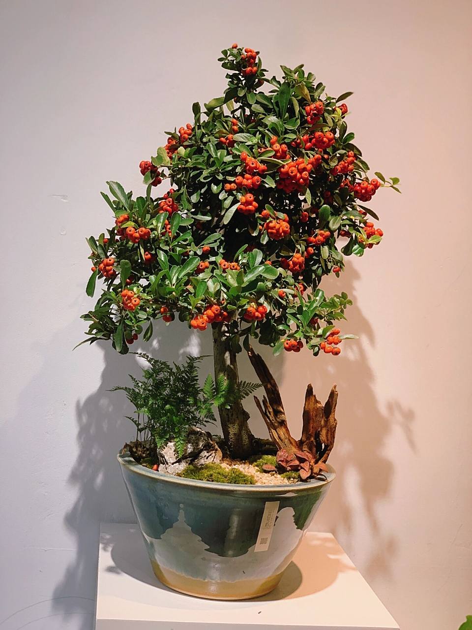 火棘果盆景