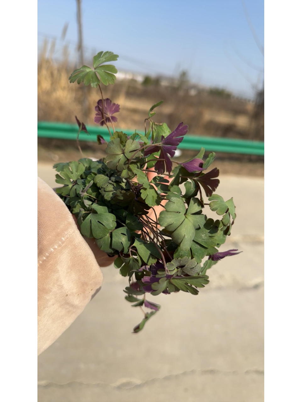 老鼠屎多年生草本植物 多年生草本植物 天葵,俗称老鼠