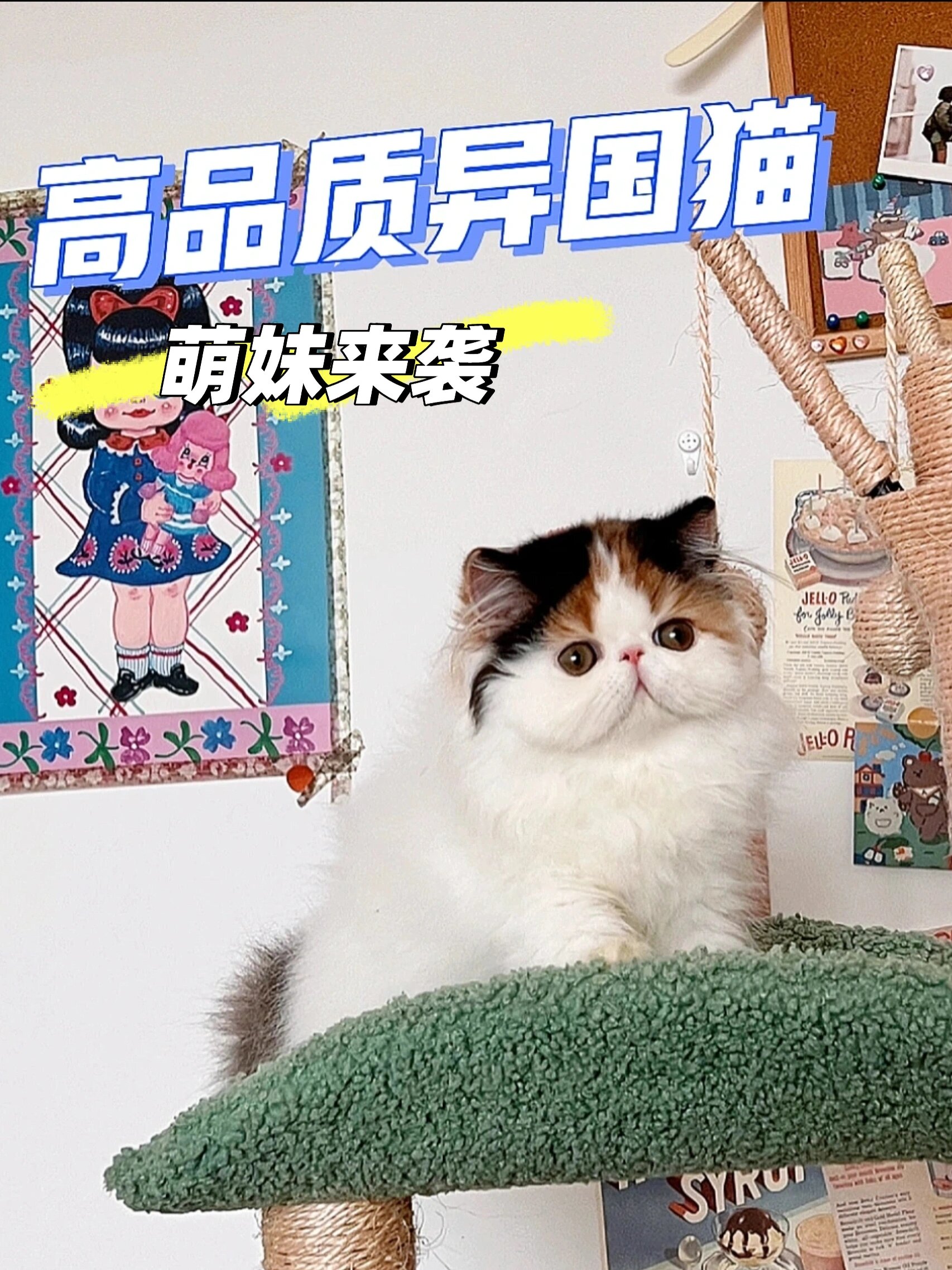 加菲猫的性格图片