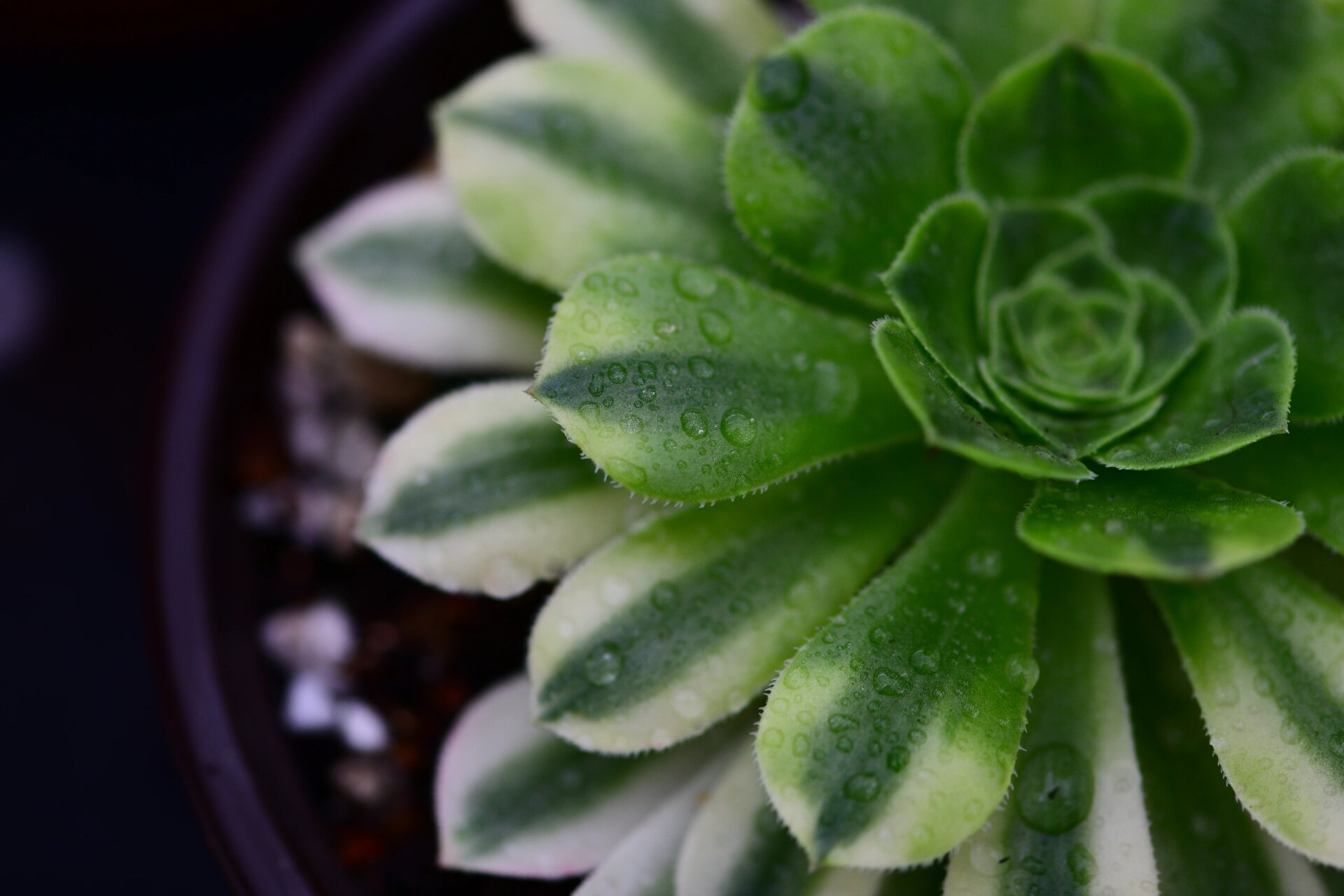 金丝翡翠法师锦 金丝翡翠法师是景天科莲花掌属的多肉植物,为绿羊绒