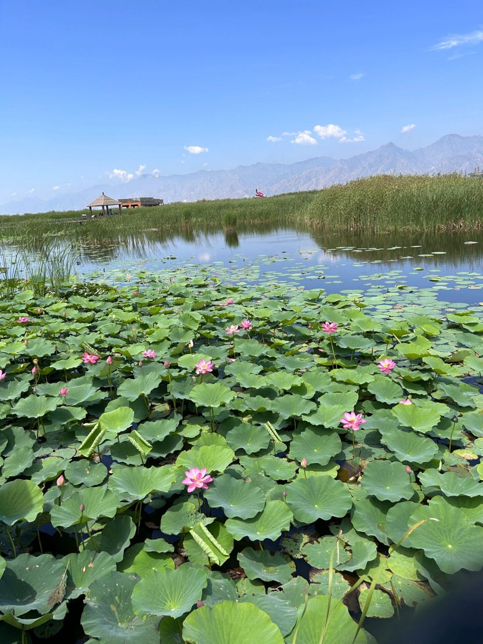 内蒙古 呼和浩特 敕勒川草原 哈素海 第三天的行程去了敕勒川草原和