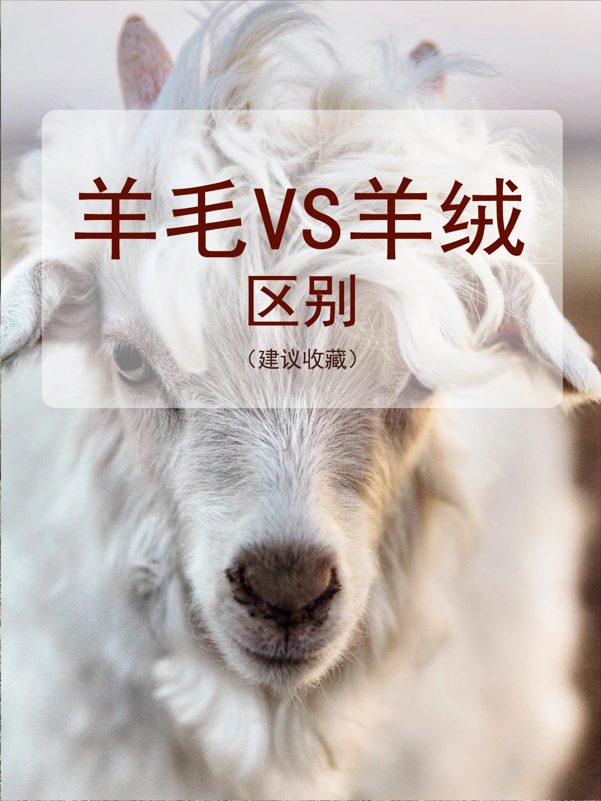 羊毛和羊绒的区别!一篇解决!
