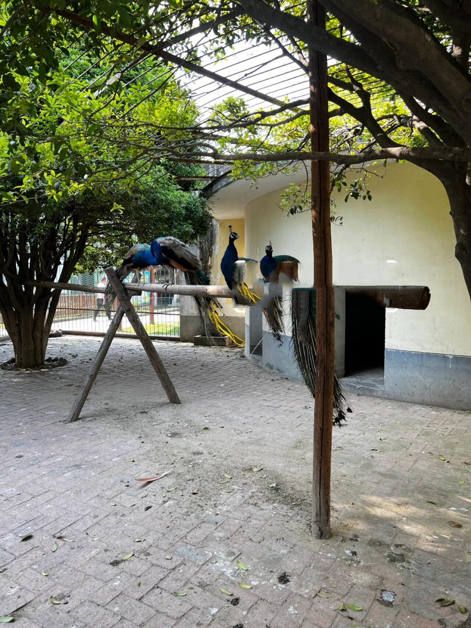 襄阳好玩的 襄阳动物园 门票只要2090 看到长颈鹿太划算了 求求大家