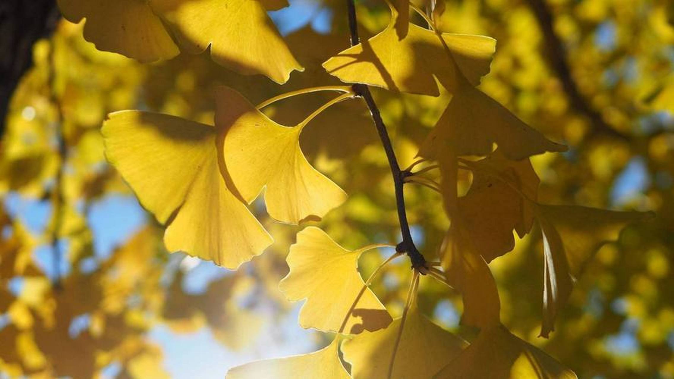 转发这片银杏,你将收获银杏的花语:生而为银,我很不杏