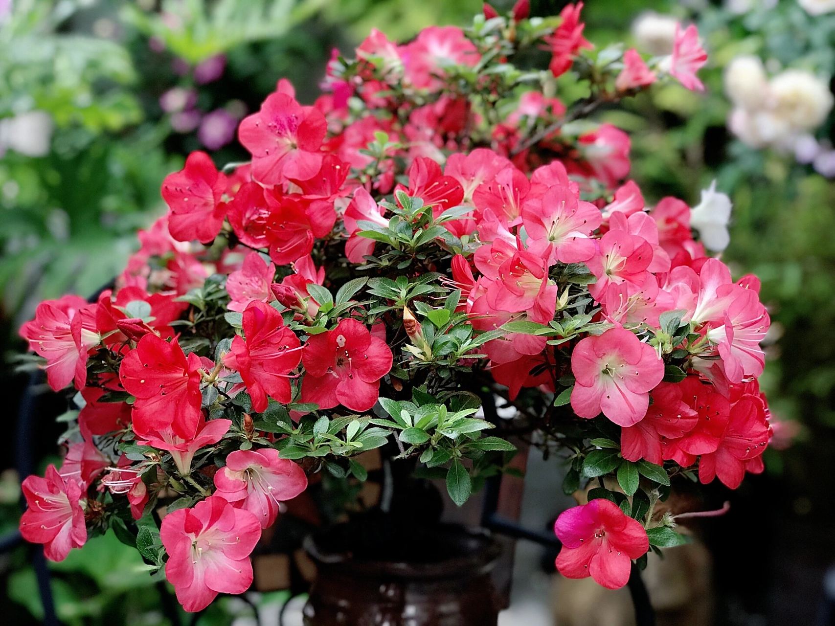 皋月杜鹃 红梅锦 相比之前的珍山,碧空,红梅这个品种的枝节长了许多,