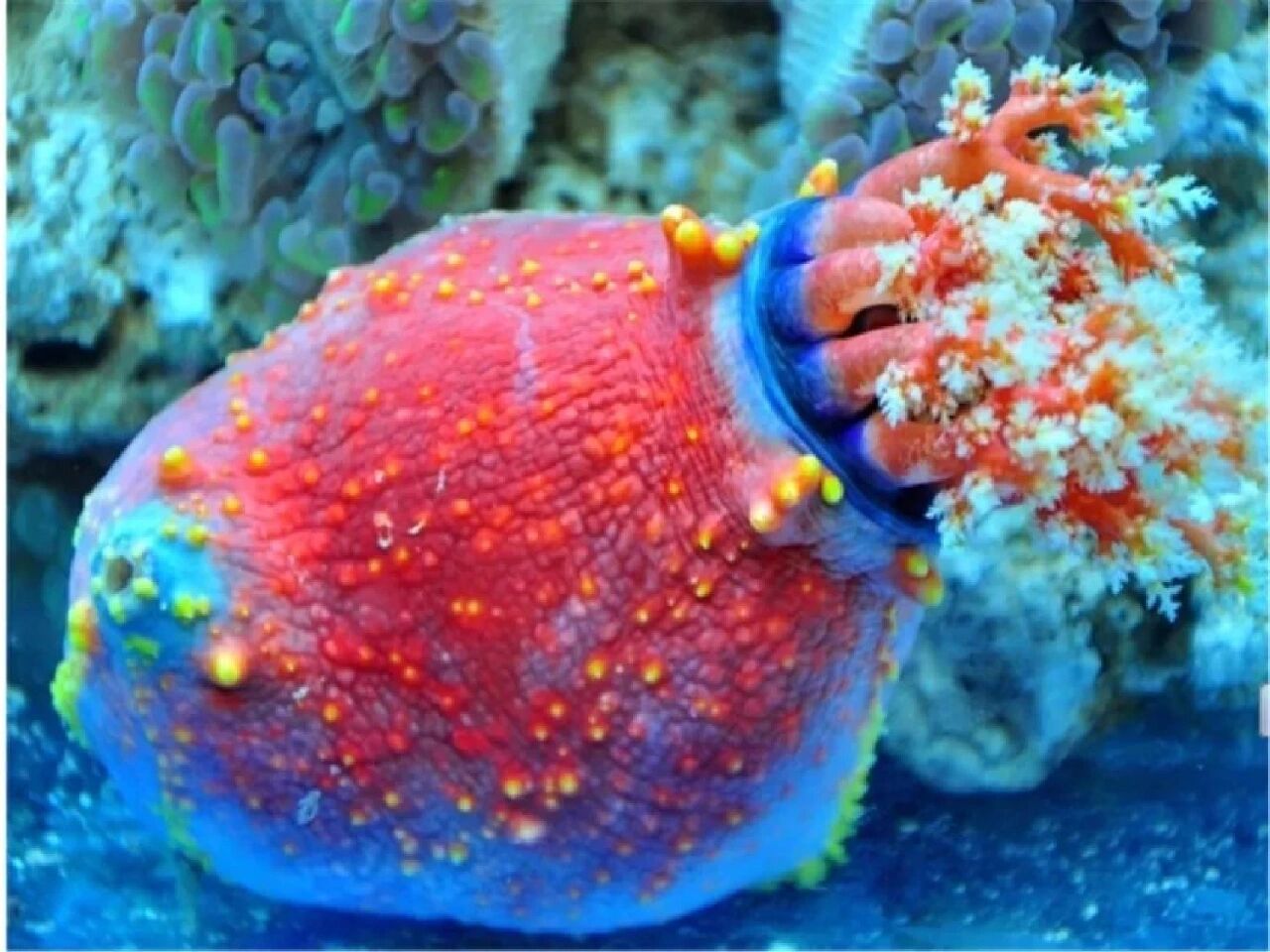 每天认识一种动物(94)海苹果