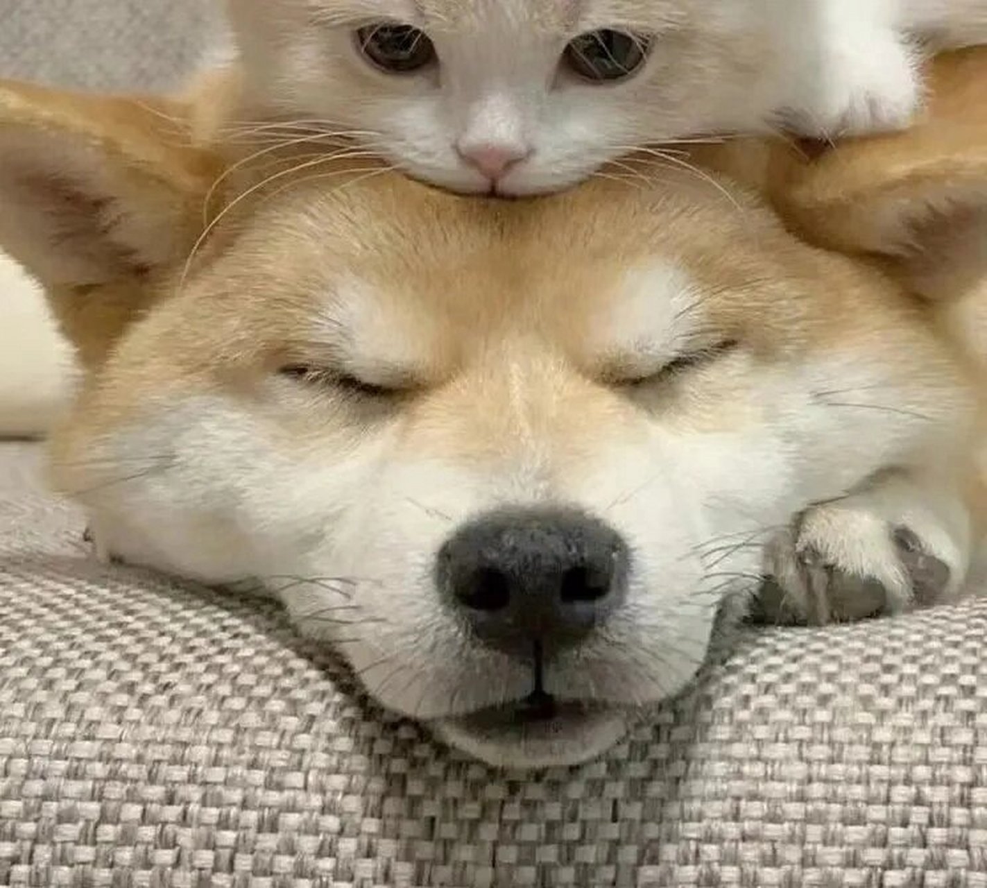 猫猫狗狗组合情头 不开心就咬你!