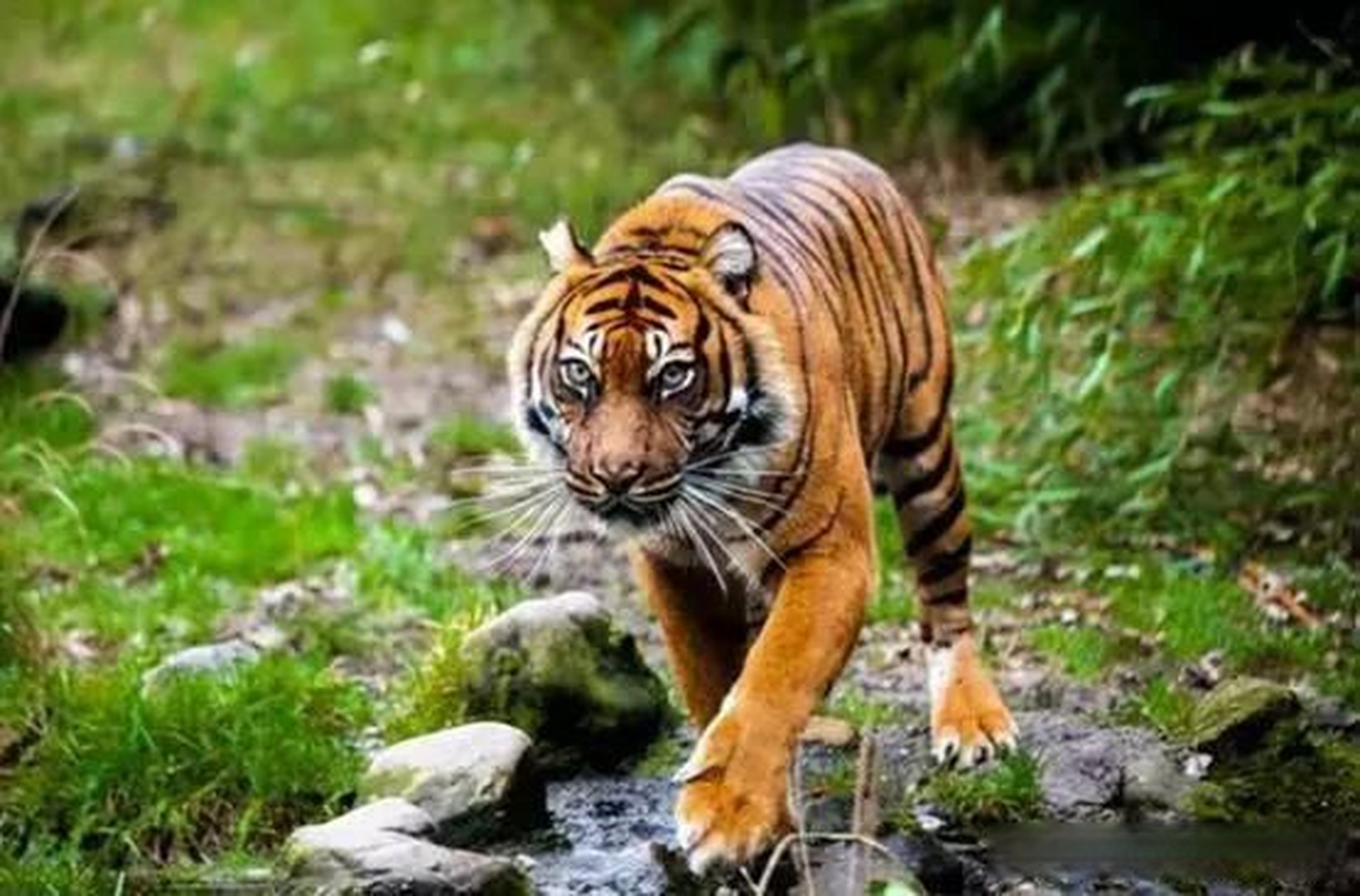 放虎归山?湖南计划放归野化华南虎,村民感到担忧:吃人咋办?