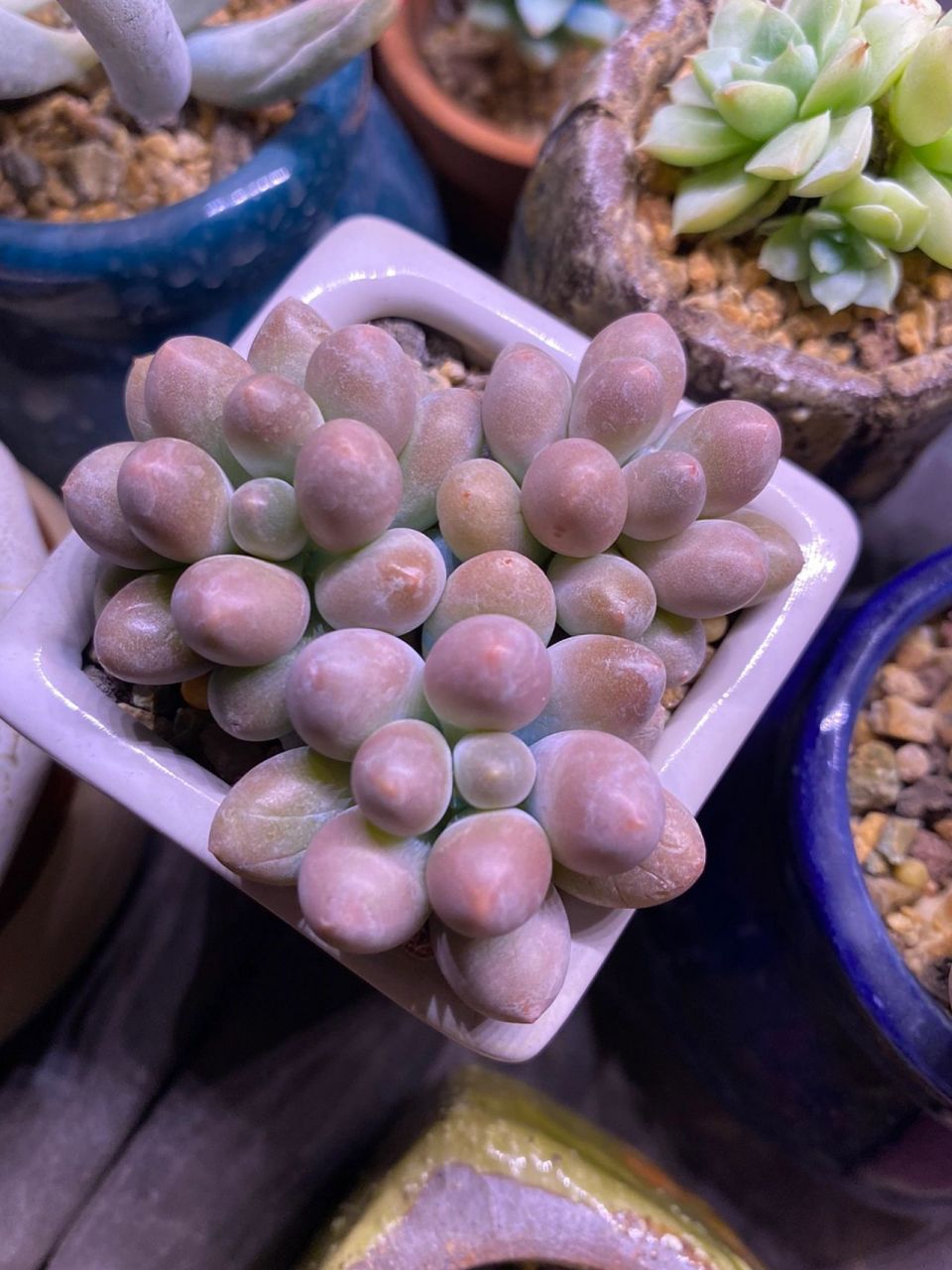 汤圆多肉的逆袭之路 三颗小汤圆养了一年的变化,图4是买回来刚服盆的