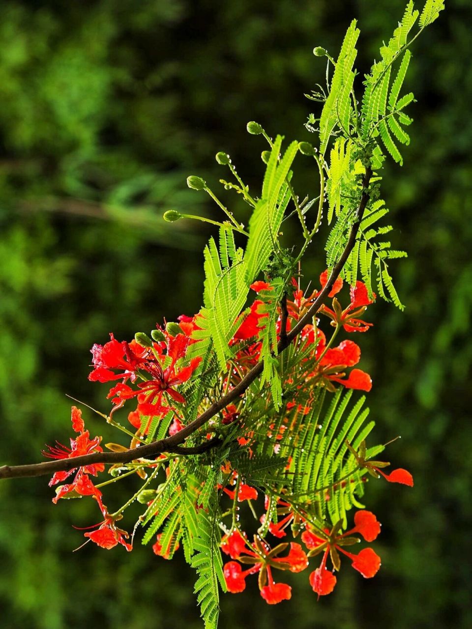 每日植物-凤凰,叶如飞凰羽,花若丹凤冠 凤凰木  花色:红色 高度:5—20