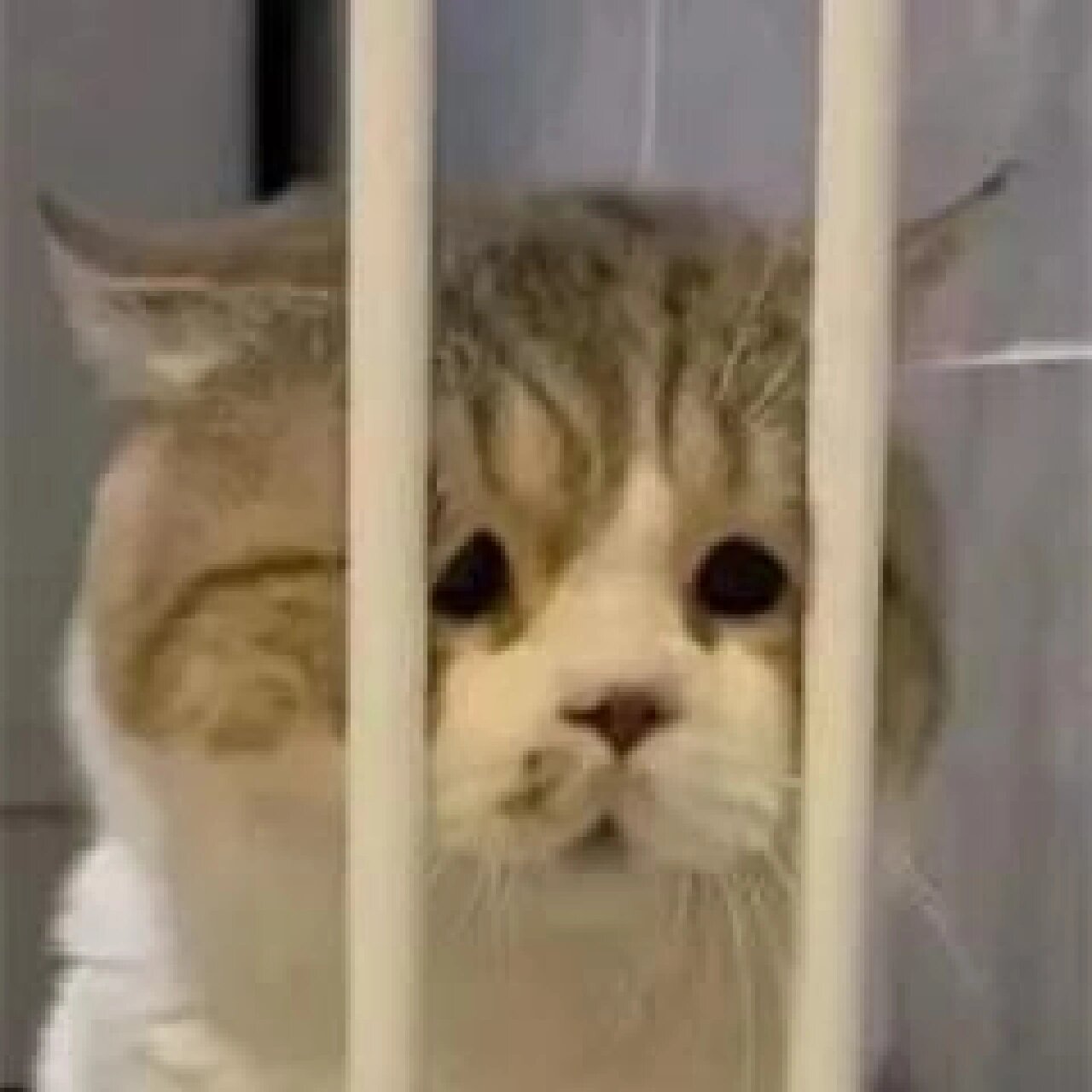 一些无文字猫猫表情包