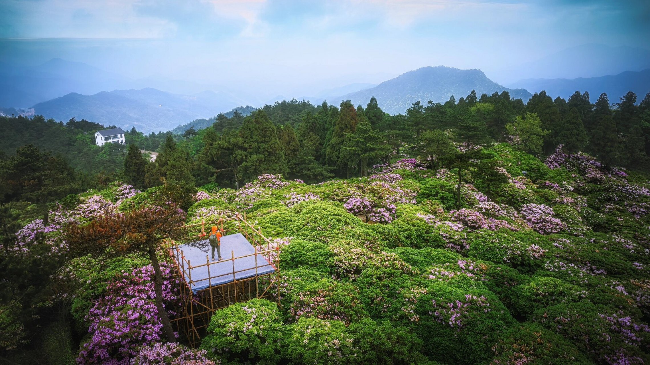 绝美的华顶山杜鹃 五月上旬是天台华顶山杜鹃花开放的时节,盛花期也就