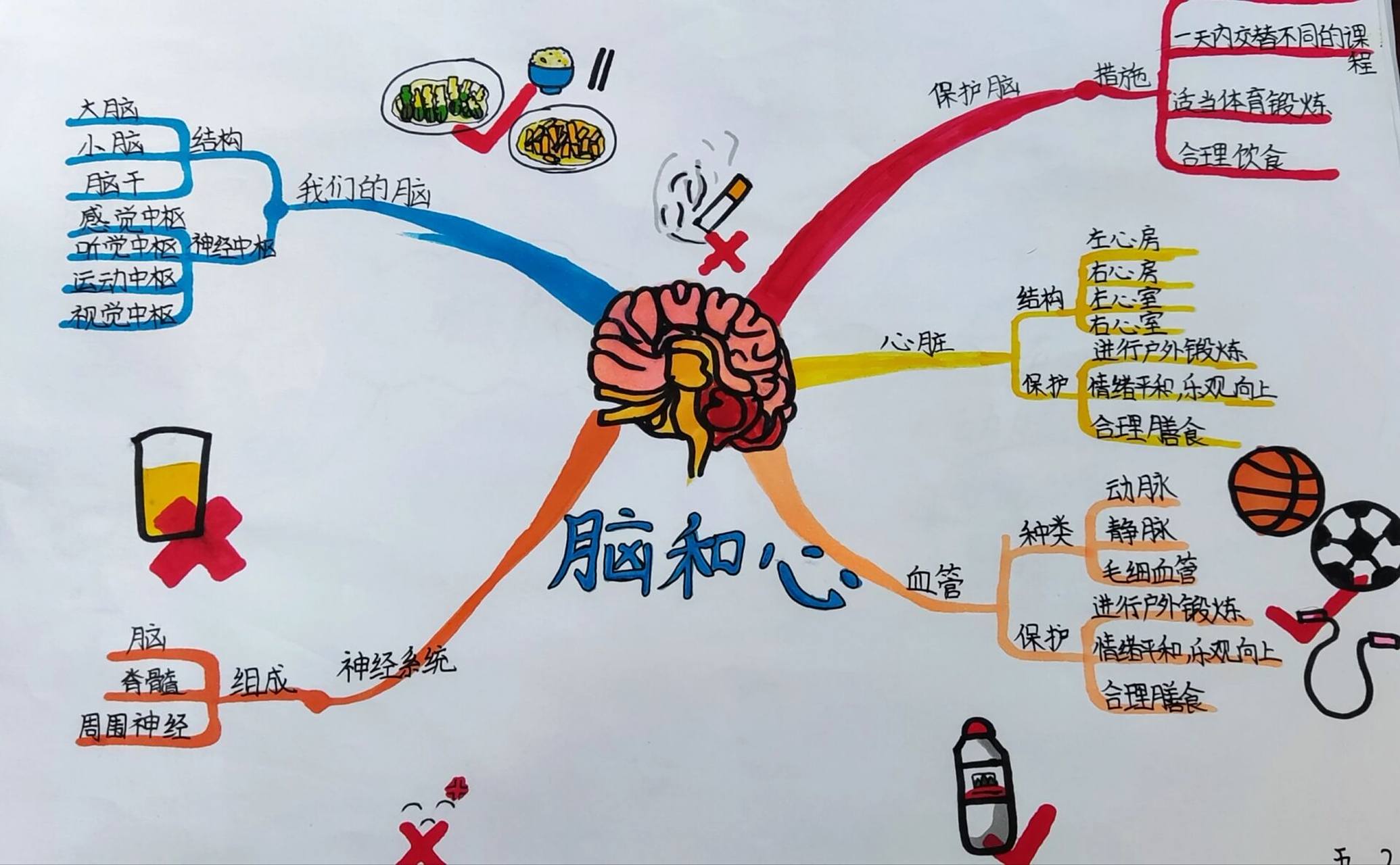 五下科学思维导图 前三个单元的学生优秀作品,真的好棒!