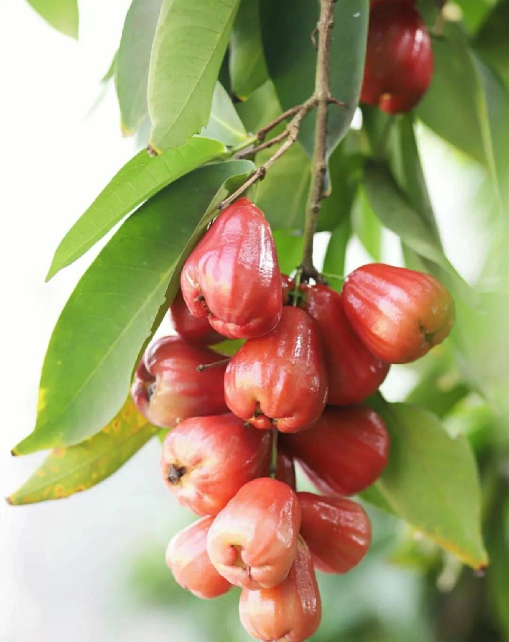 广东庭院植物|"水果皇帝"—莲雾 莲雾,学名洋蒲桃,在广东它也被称做"