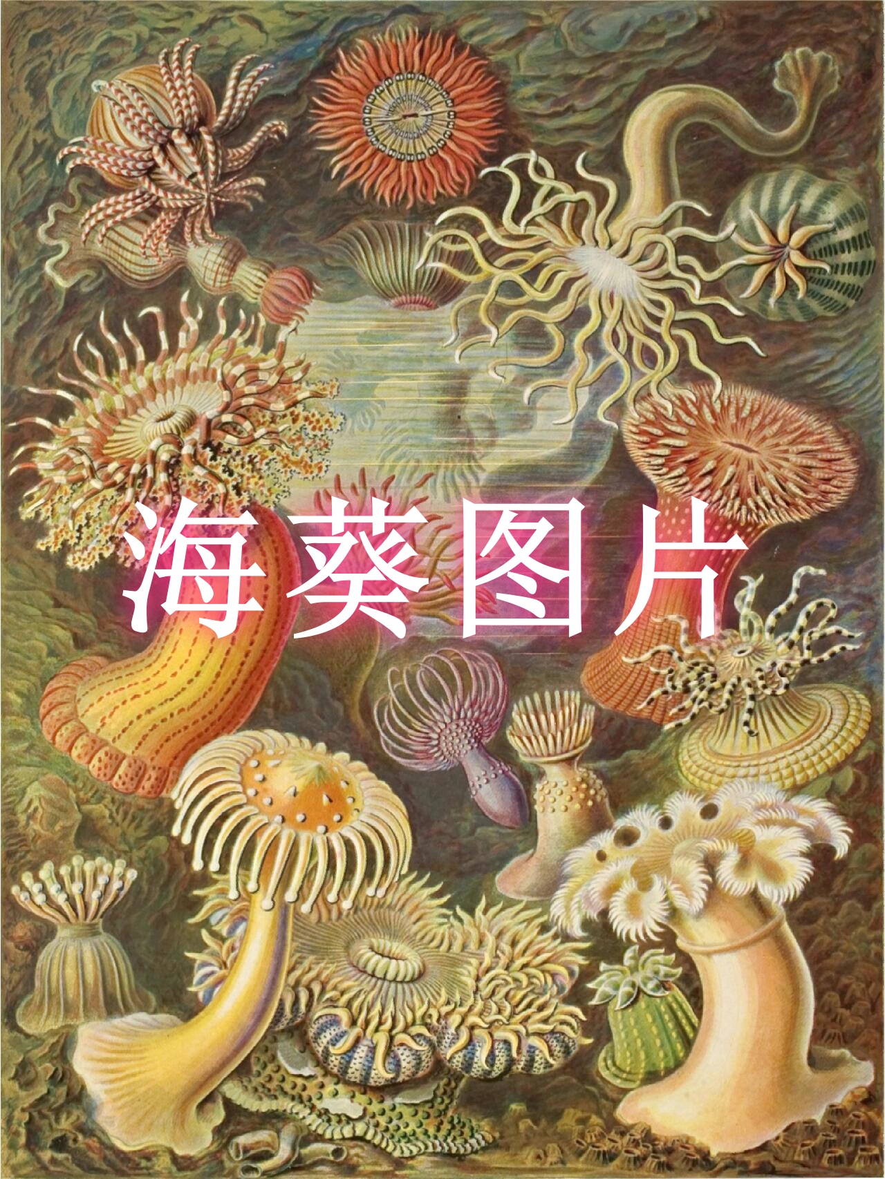 海葵深加工